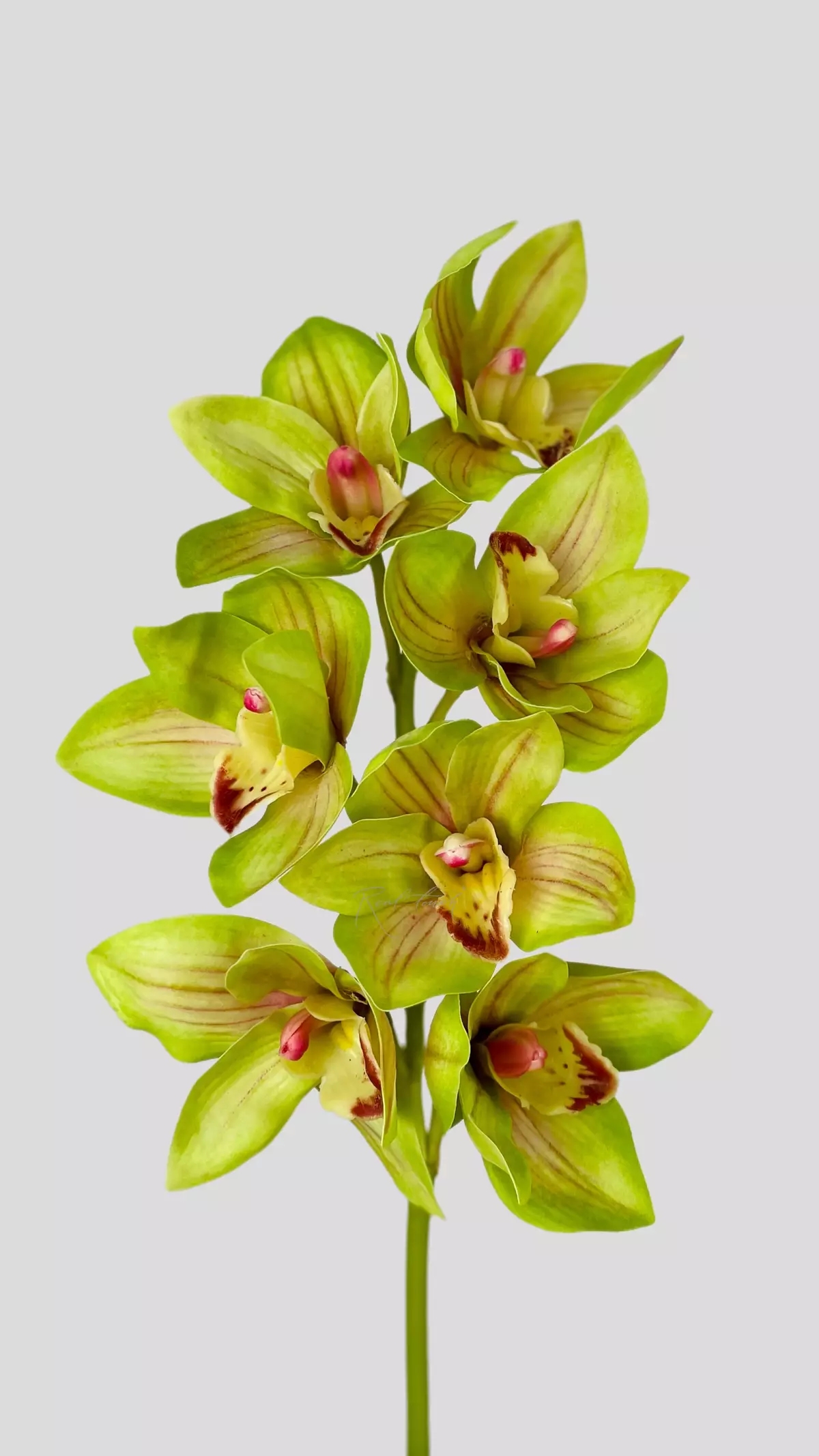 Real Touch Boat Orchid (Cymbidium) - green