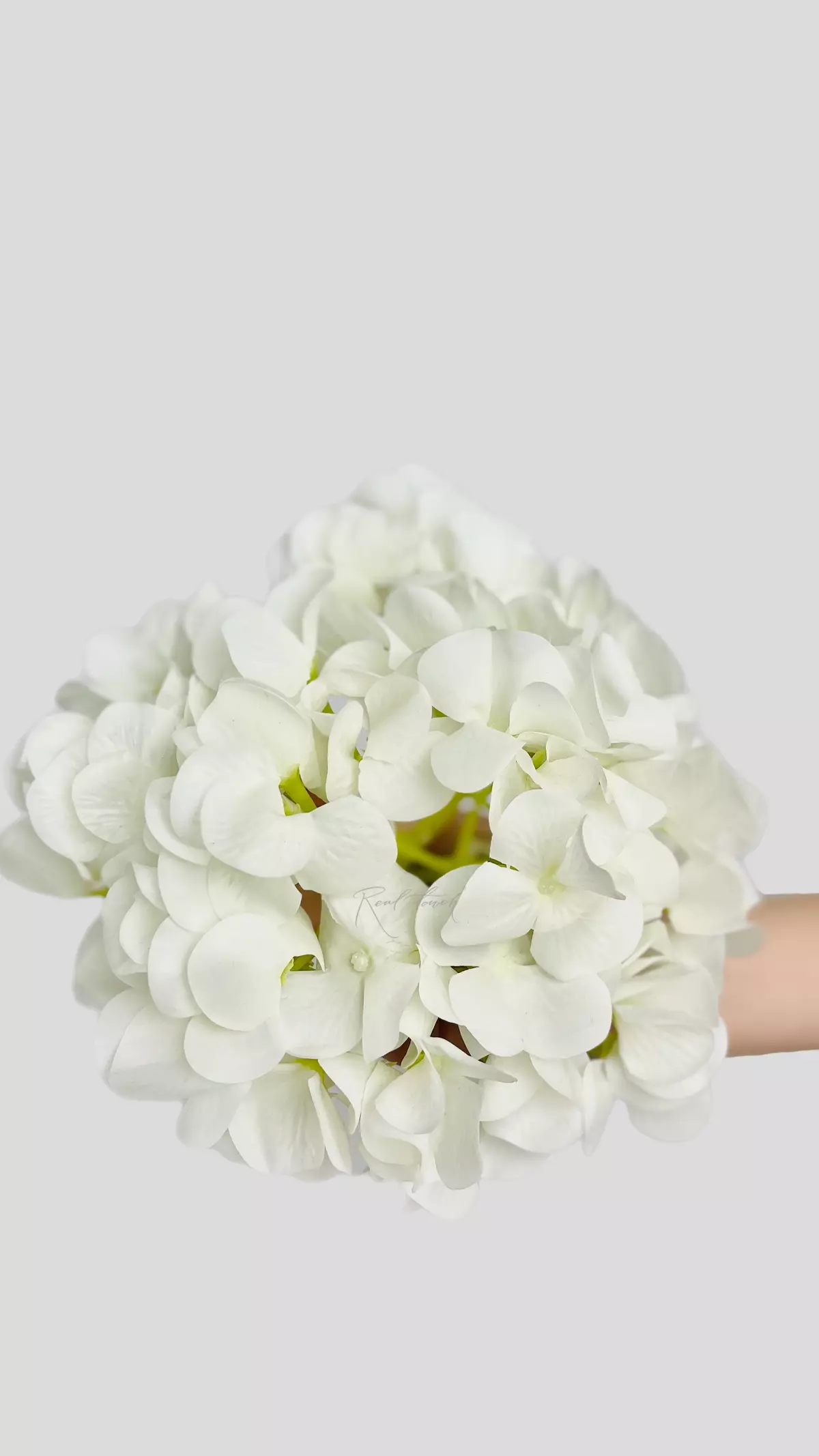 Hydrangea Flower (without stem) - white