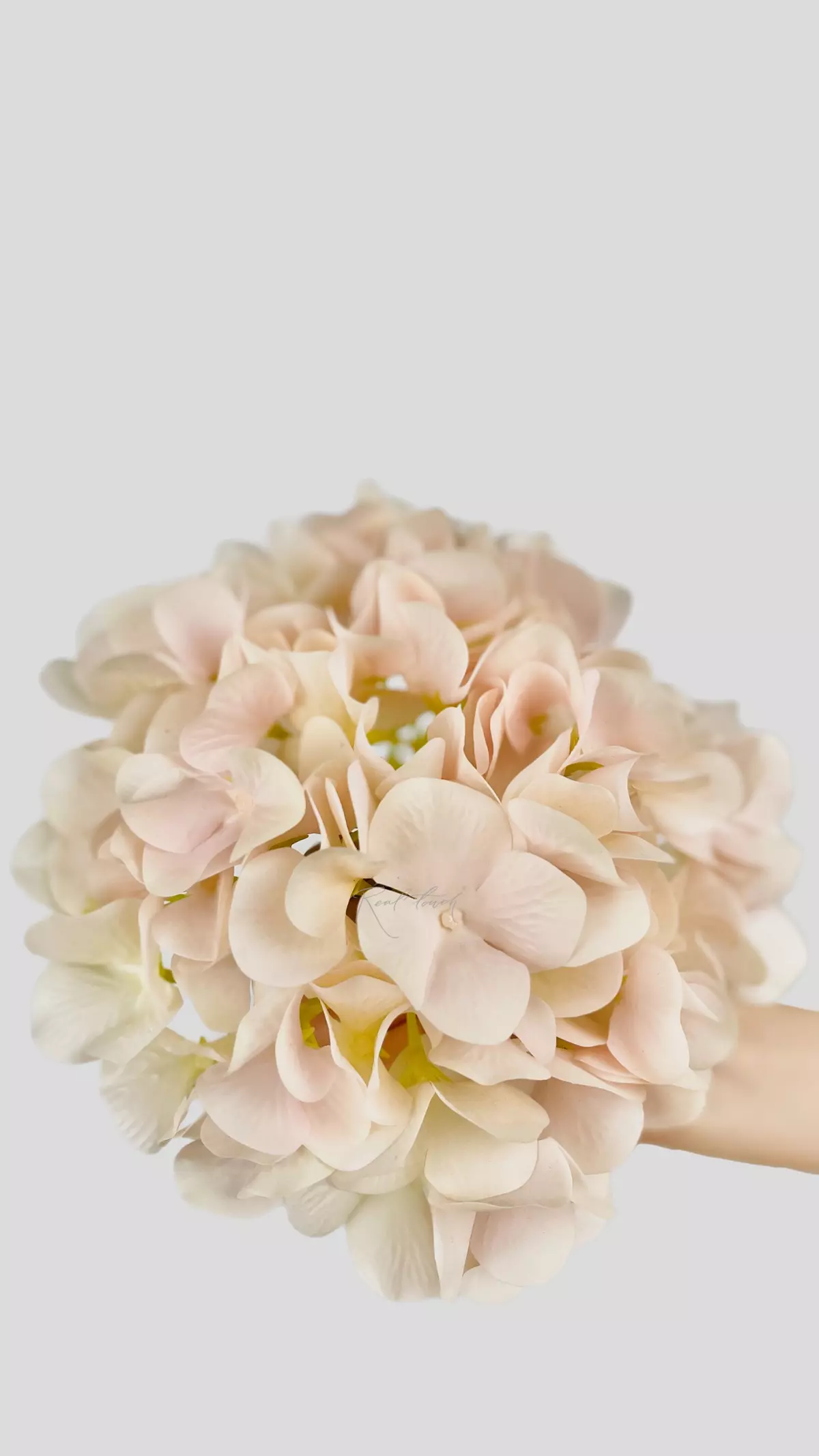 Hydrangea Flower (without stem) - blush
