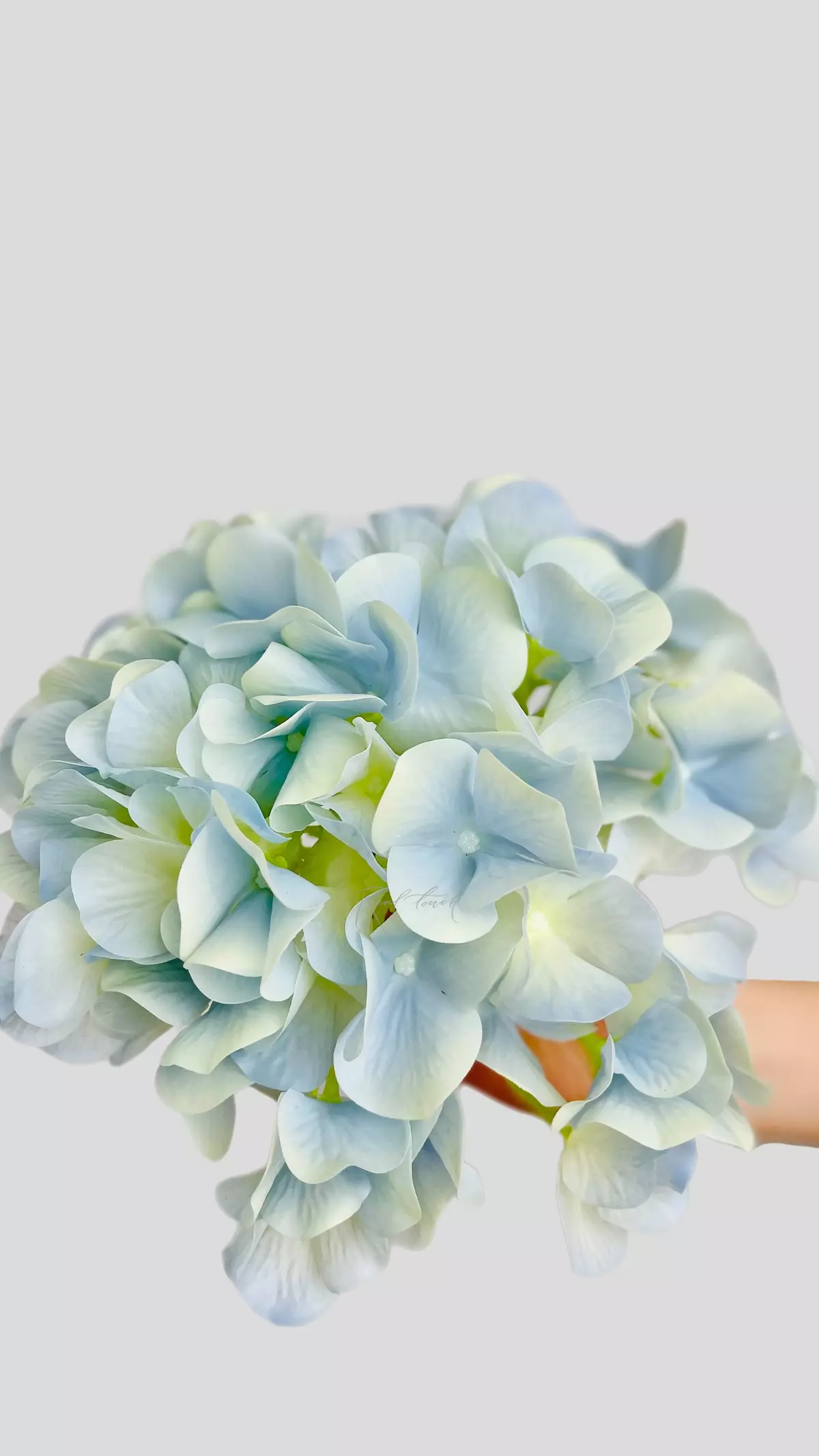 Hydrangea Flower (without stem) - light blue