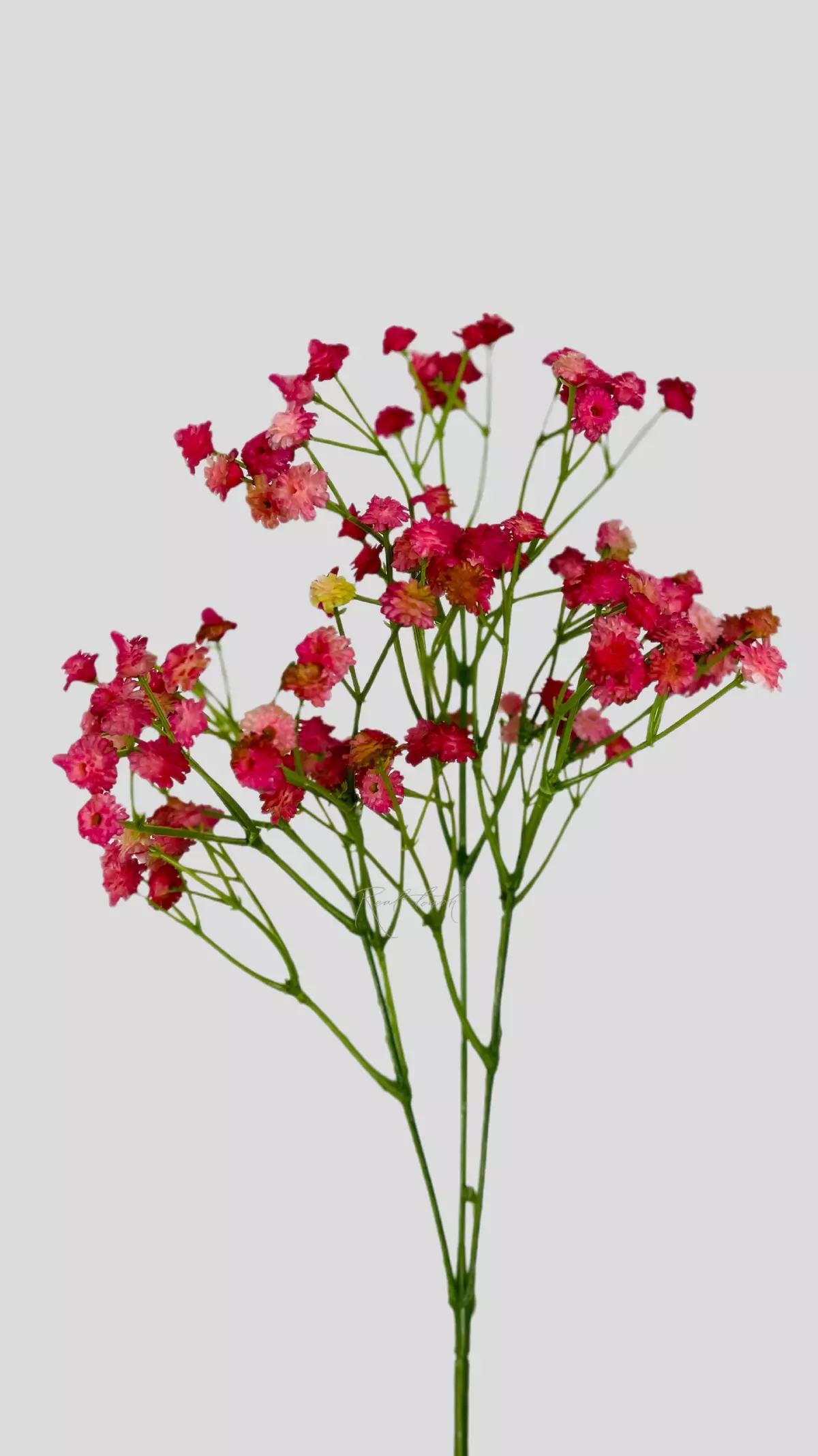 Baby's Breath Gypsophila - pink