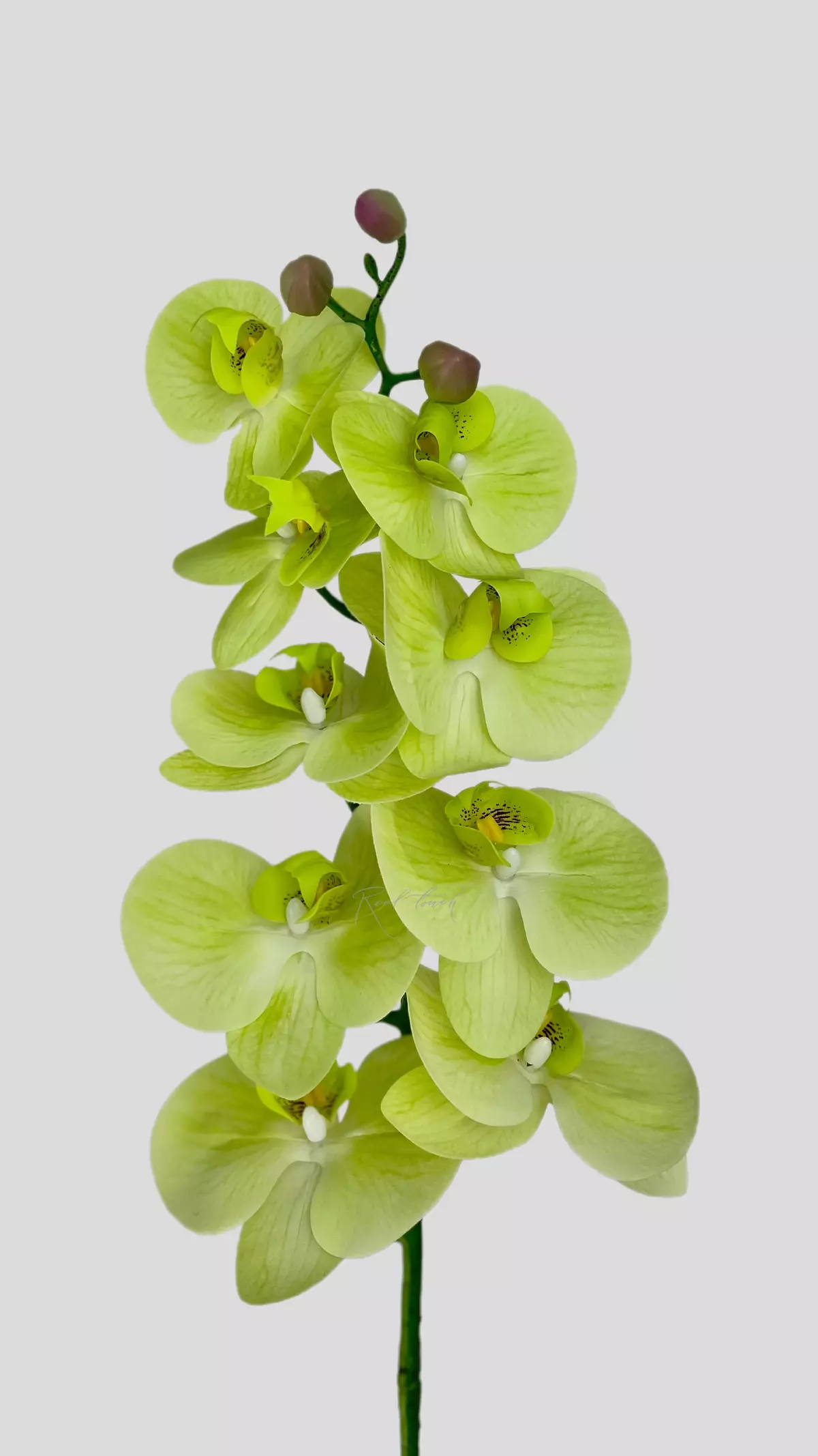 Real Touch Phalaenopsis Orchid (9 blooms) - light green