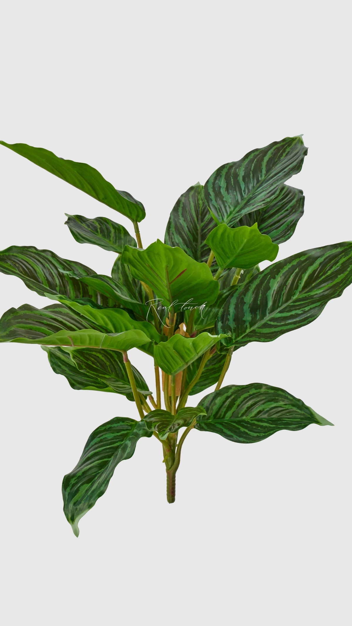 Aglaonema  (24 leaves) - green