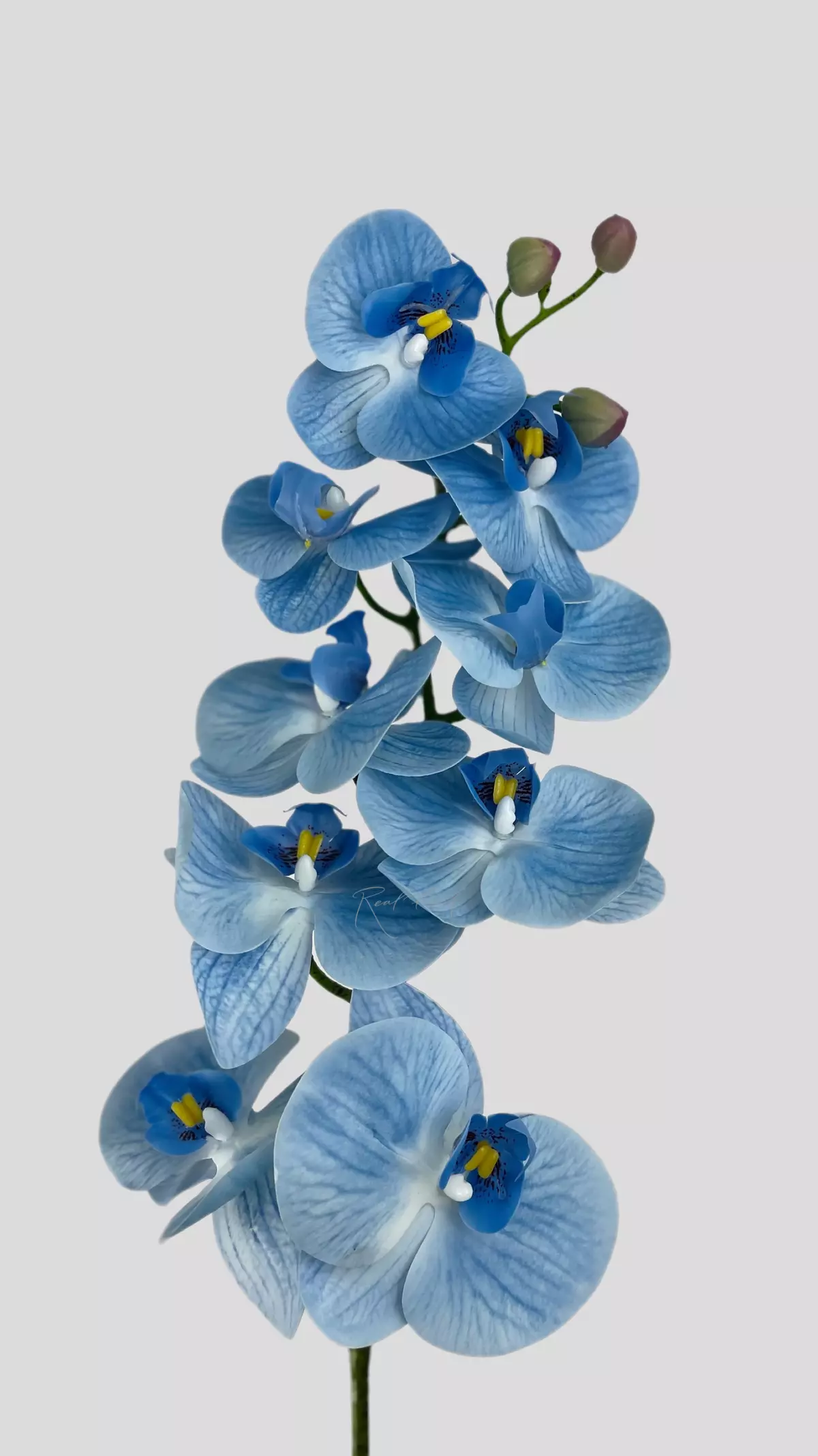 Real Touch Phalaenopsis Orchid (9 blooms) - light blue