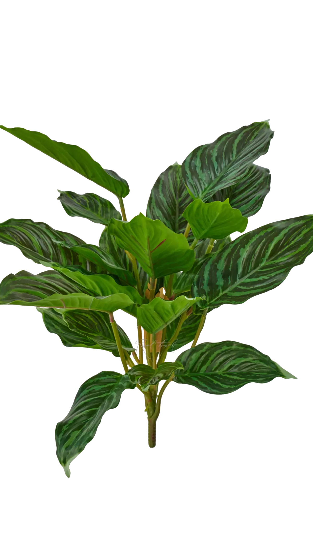 Aglaonema (24 leaves) - green
