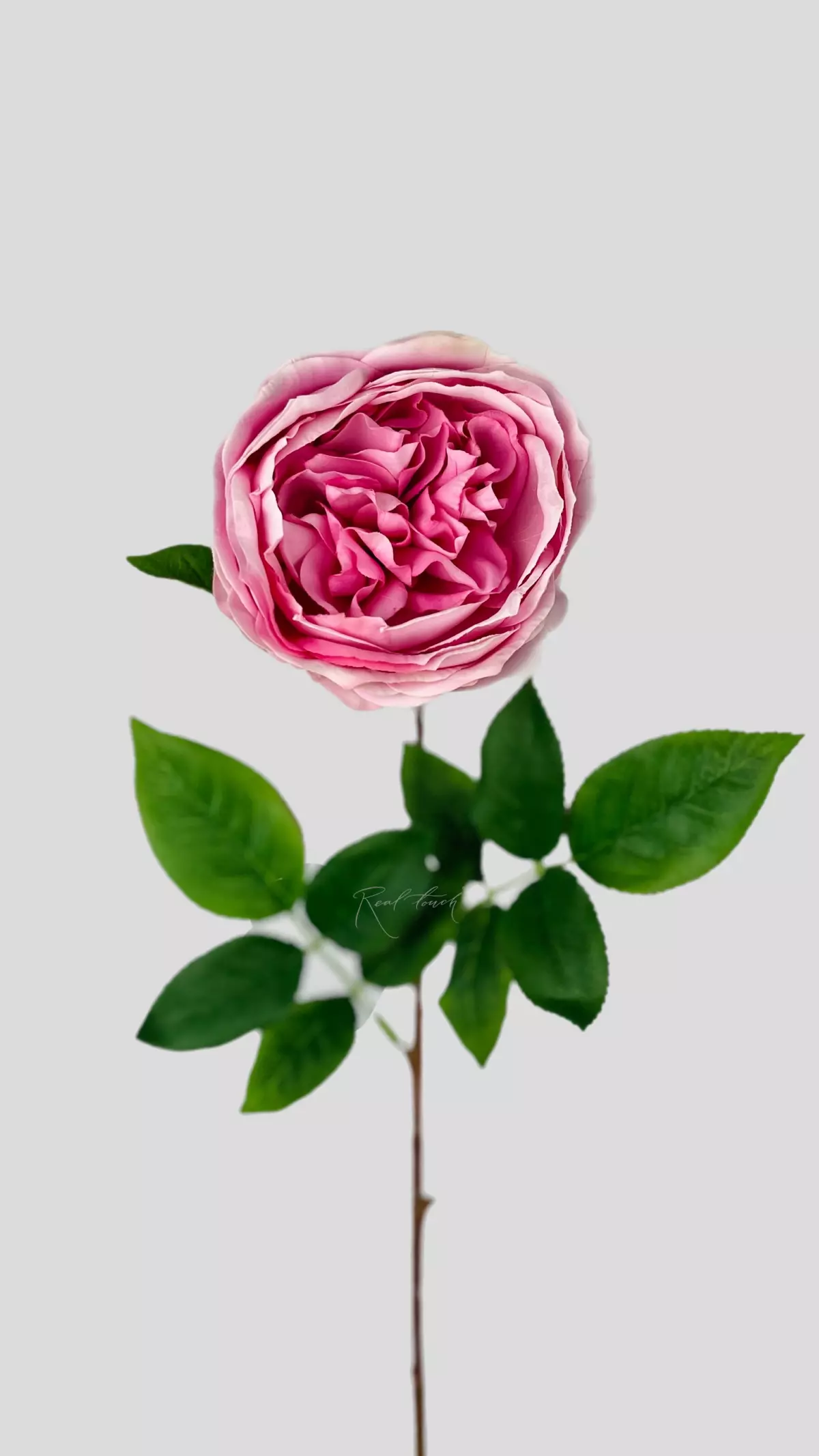 Real Touch David Austin Old Rose - pink