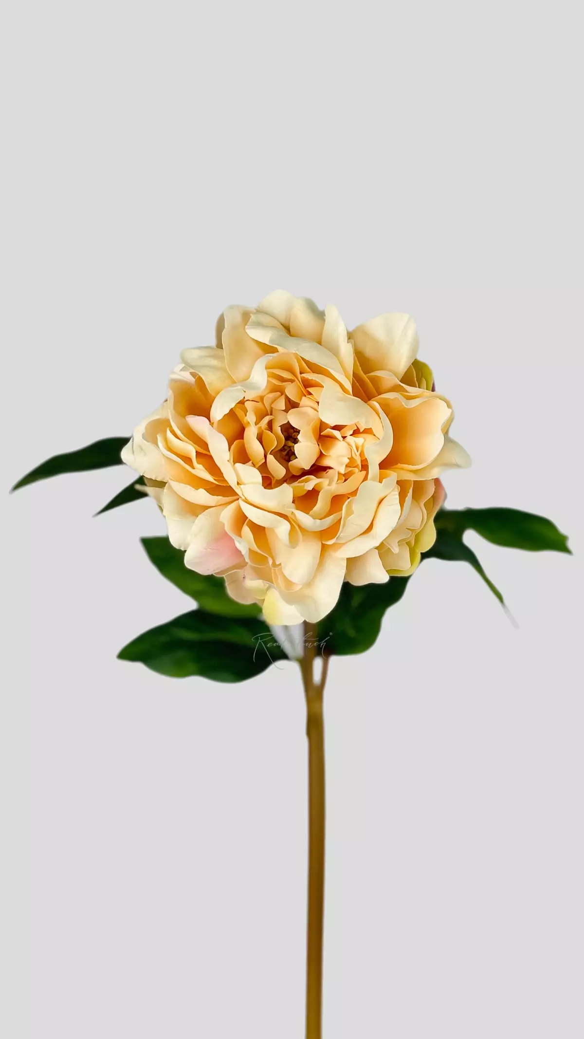 Real Touch Semi-double Peony  - peach