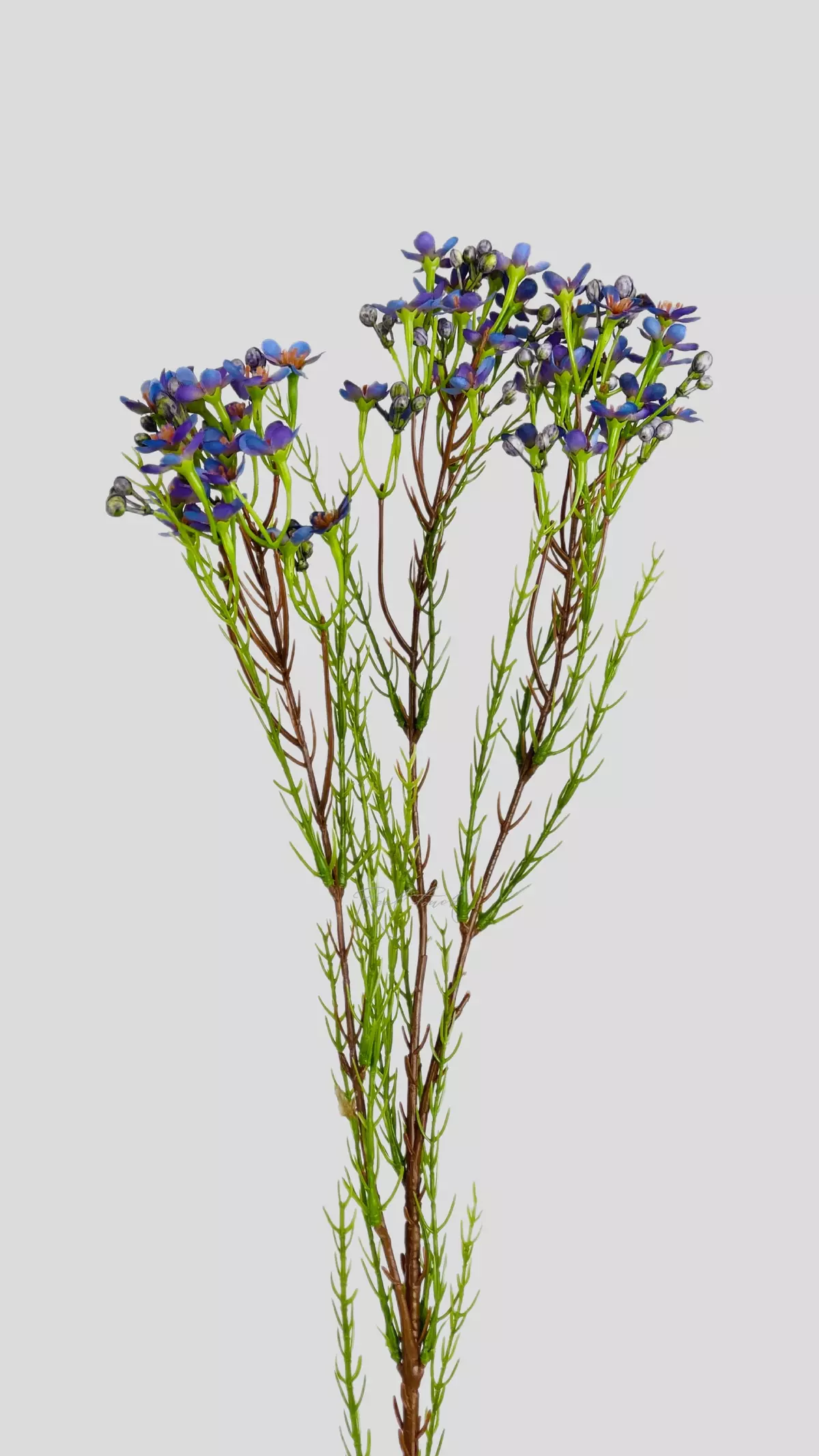 Artificial Wax Flower Chamelacium  - purple