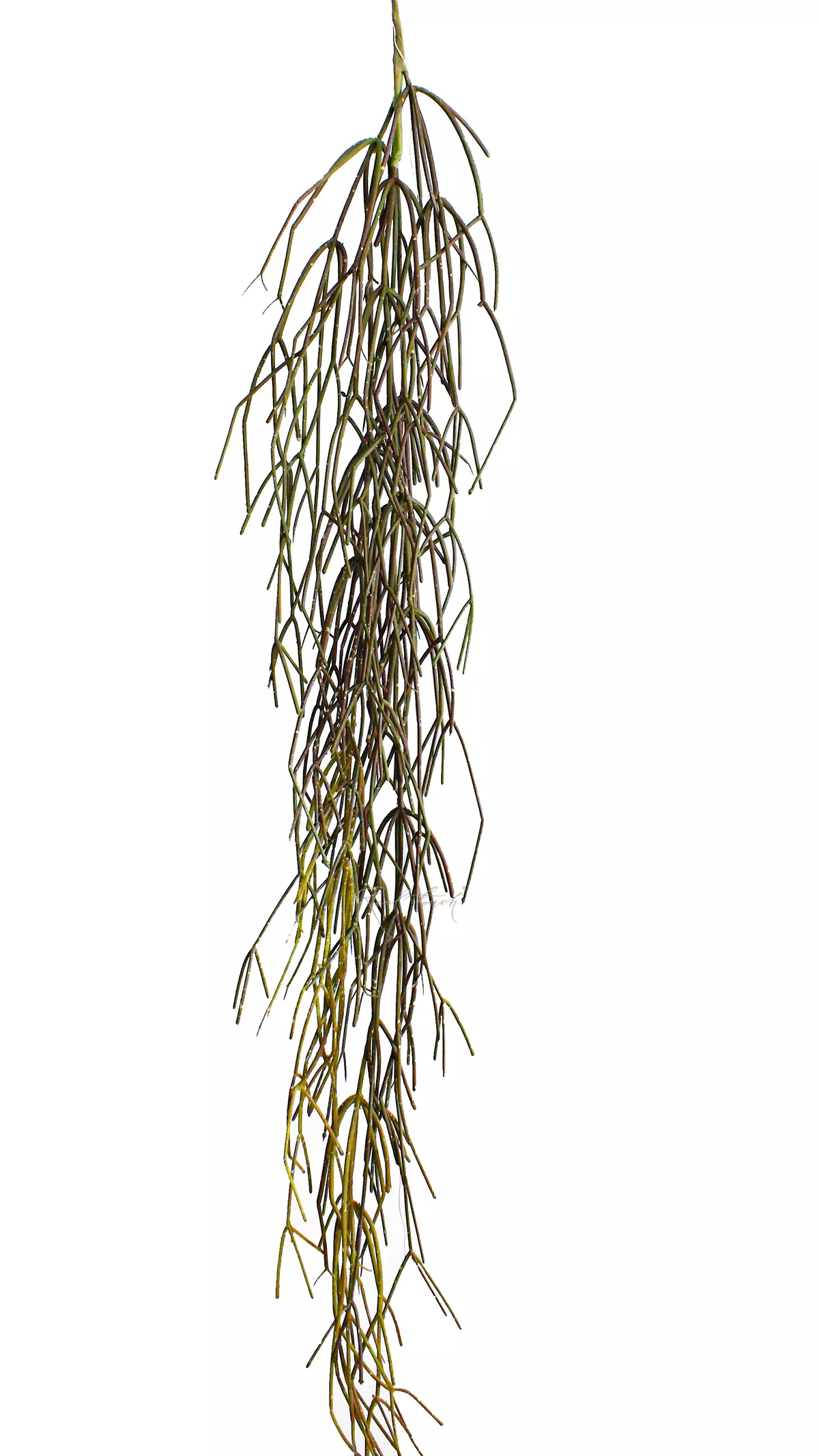 Rhipsalis (Mistletoe cactus) 120cm  - Green brown