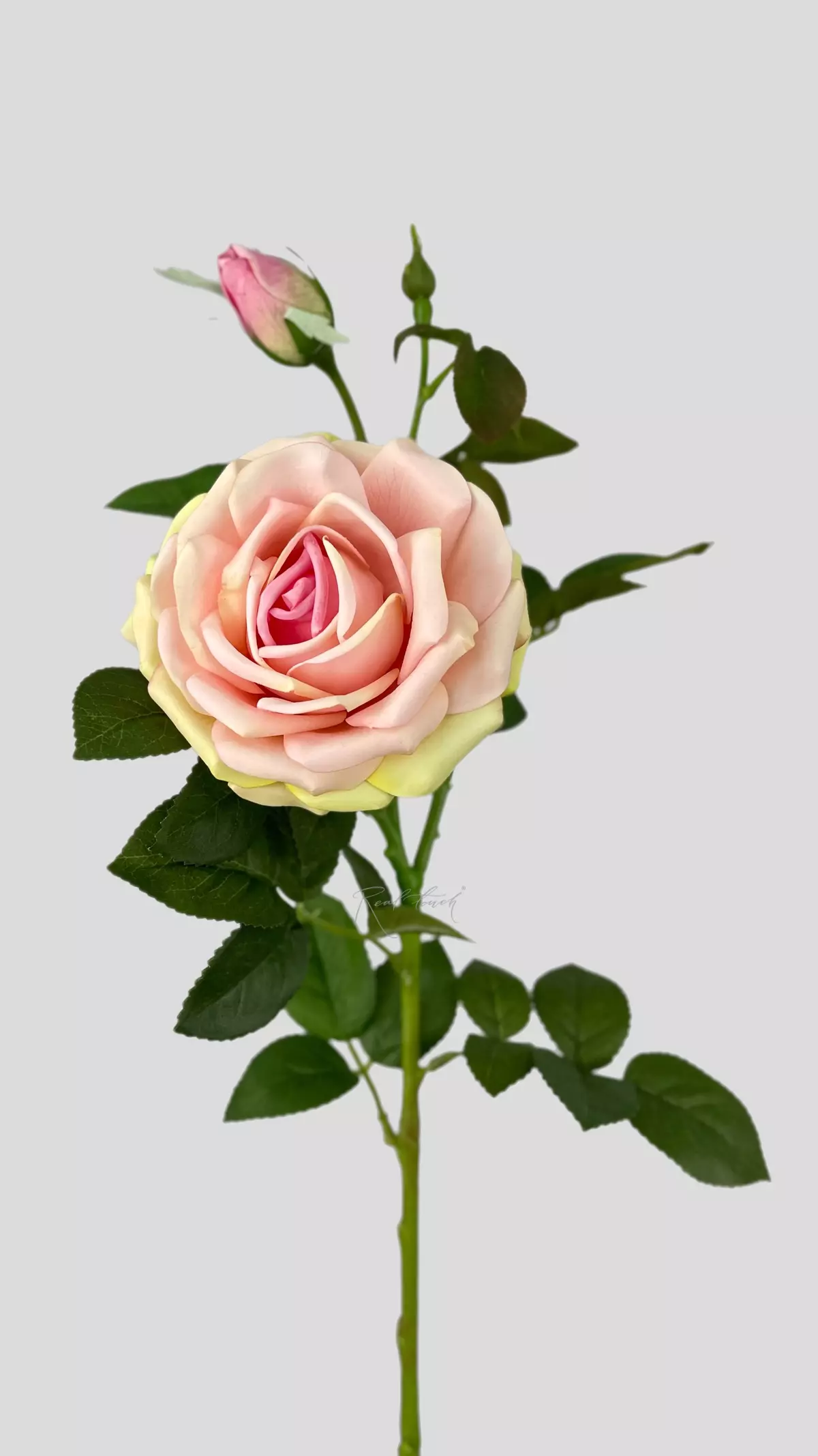 Real Touch Mamy Blue Rose - pink yellow