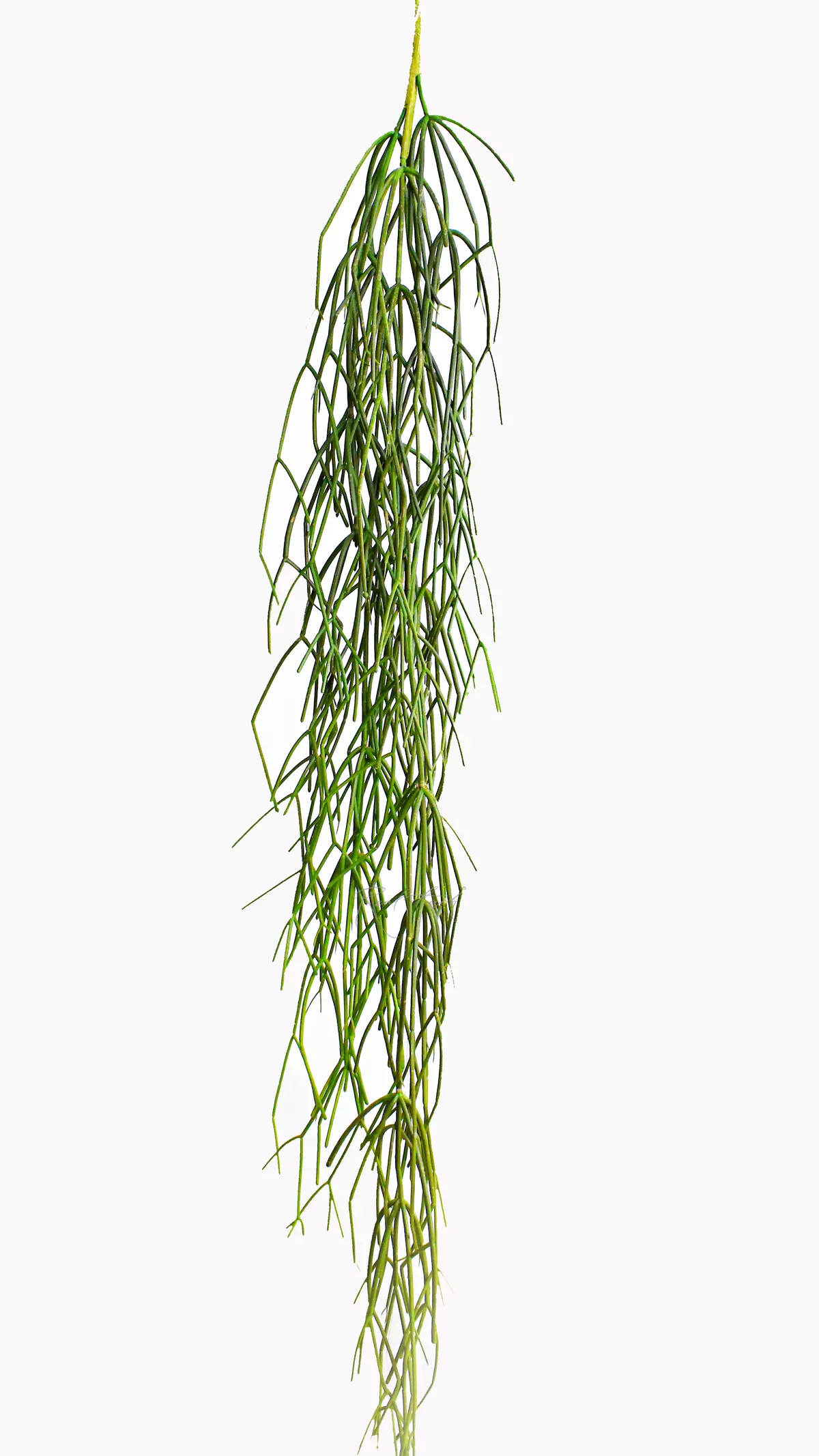 Rhipsalis (Mistletoe cactus) 120cm  - green