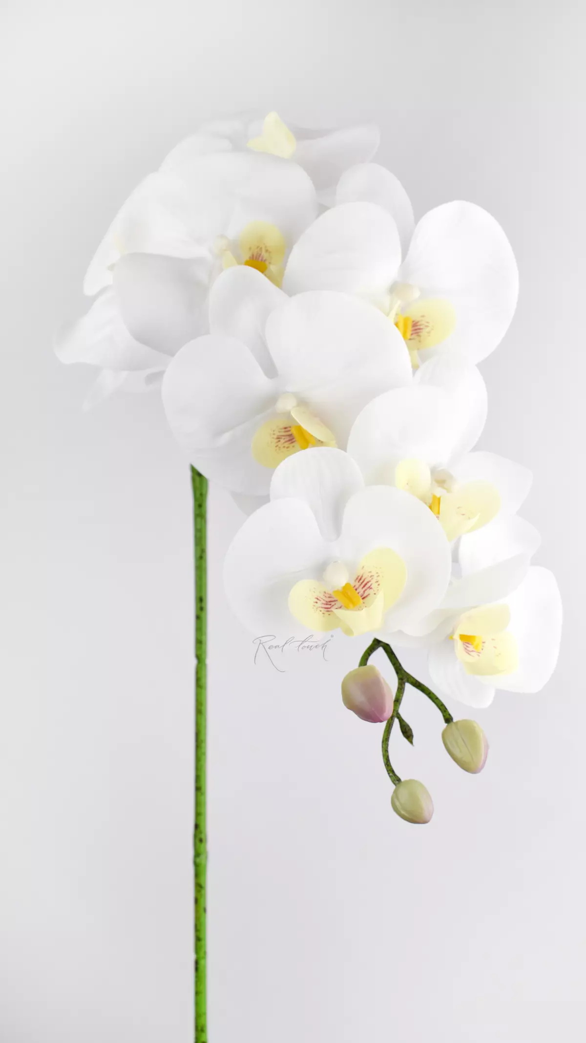 Real Touch Phalaenopsis Orchid (9 blooms) - white