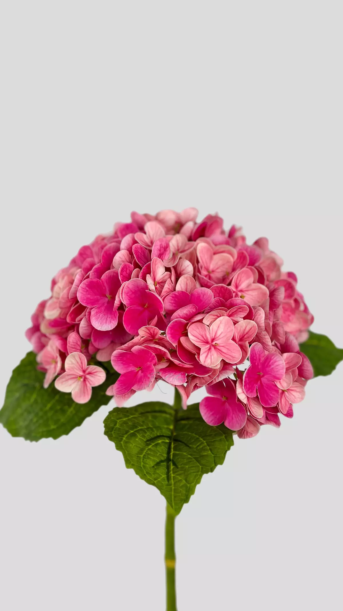 Real Touch Garden Hydrangea (with stem) - fuchsia