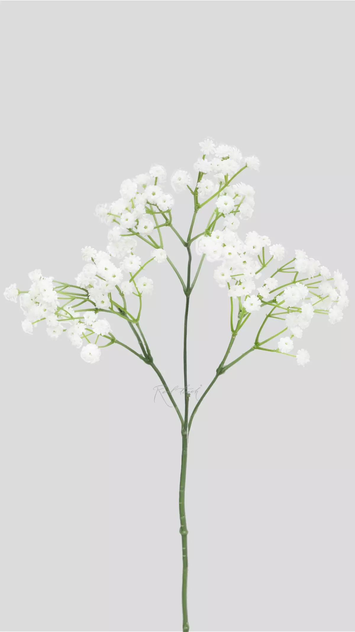 Baby's Breath Gypsophila - white