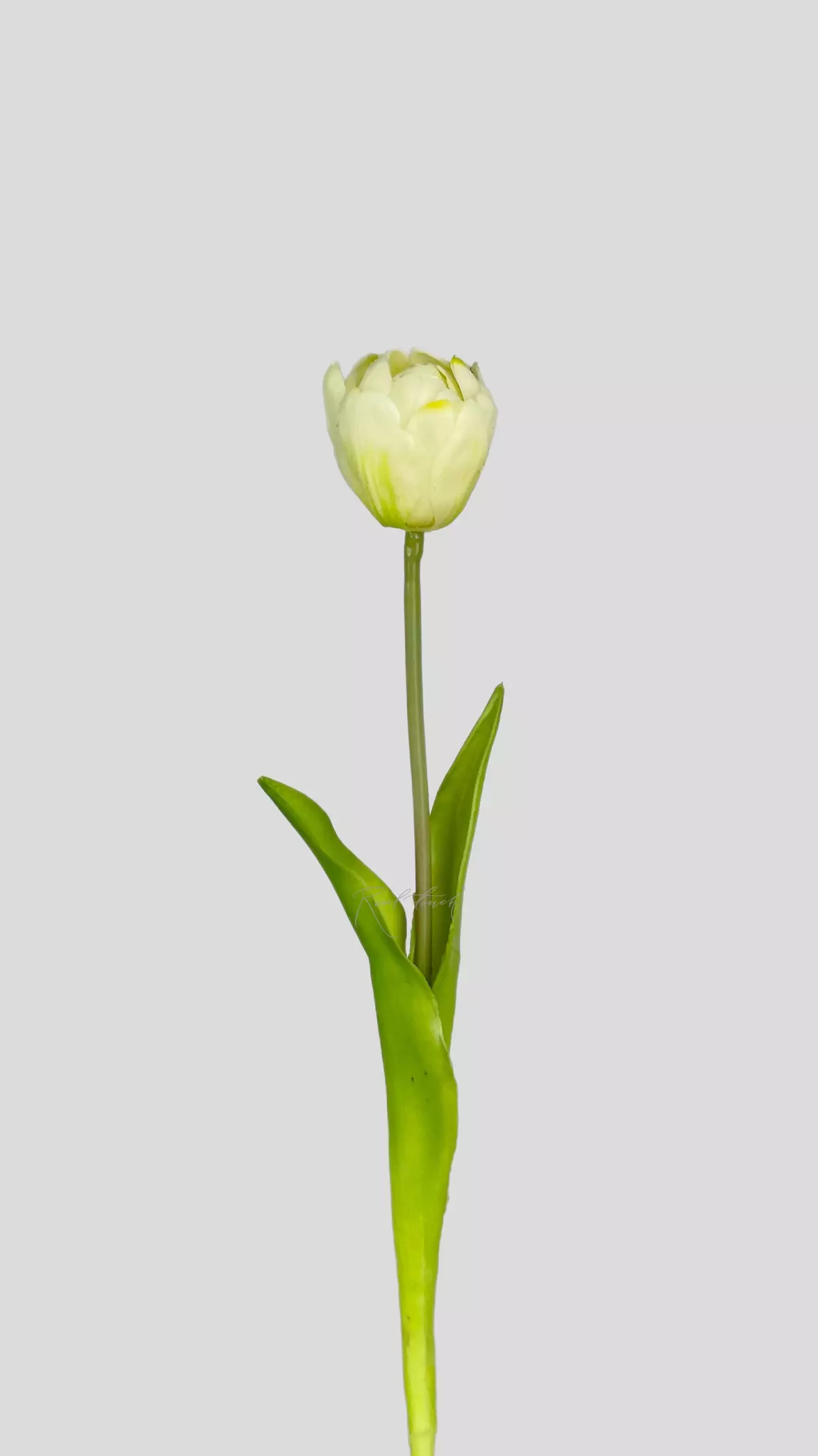 Real Touch Open Tulip - white