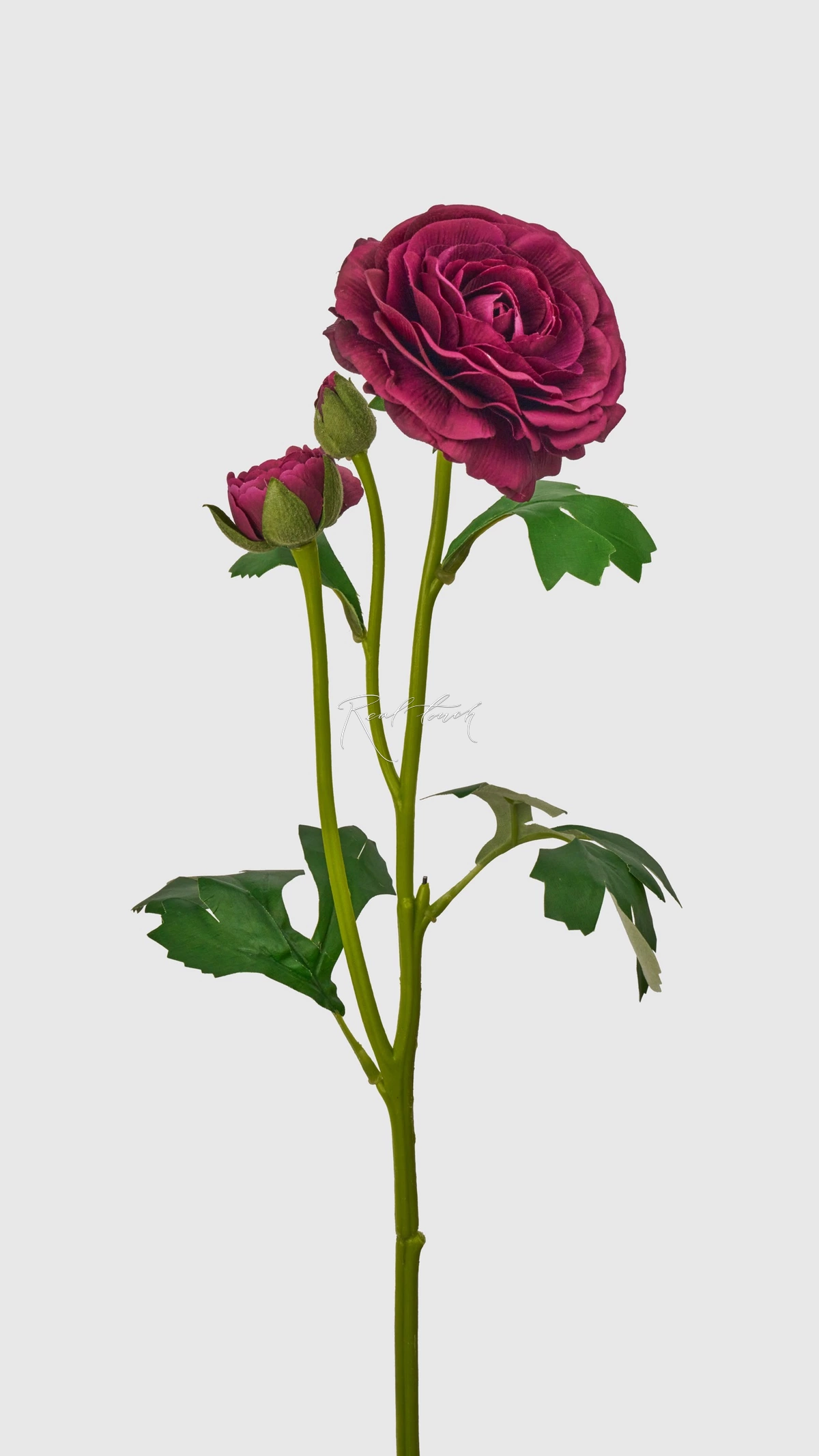 Ranunculus asiaticus Pauline - dark purple