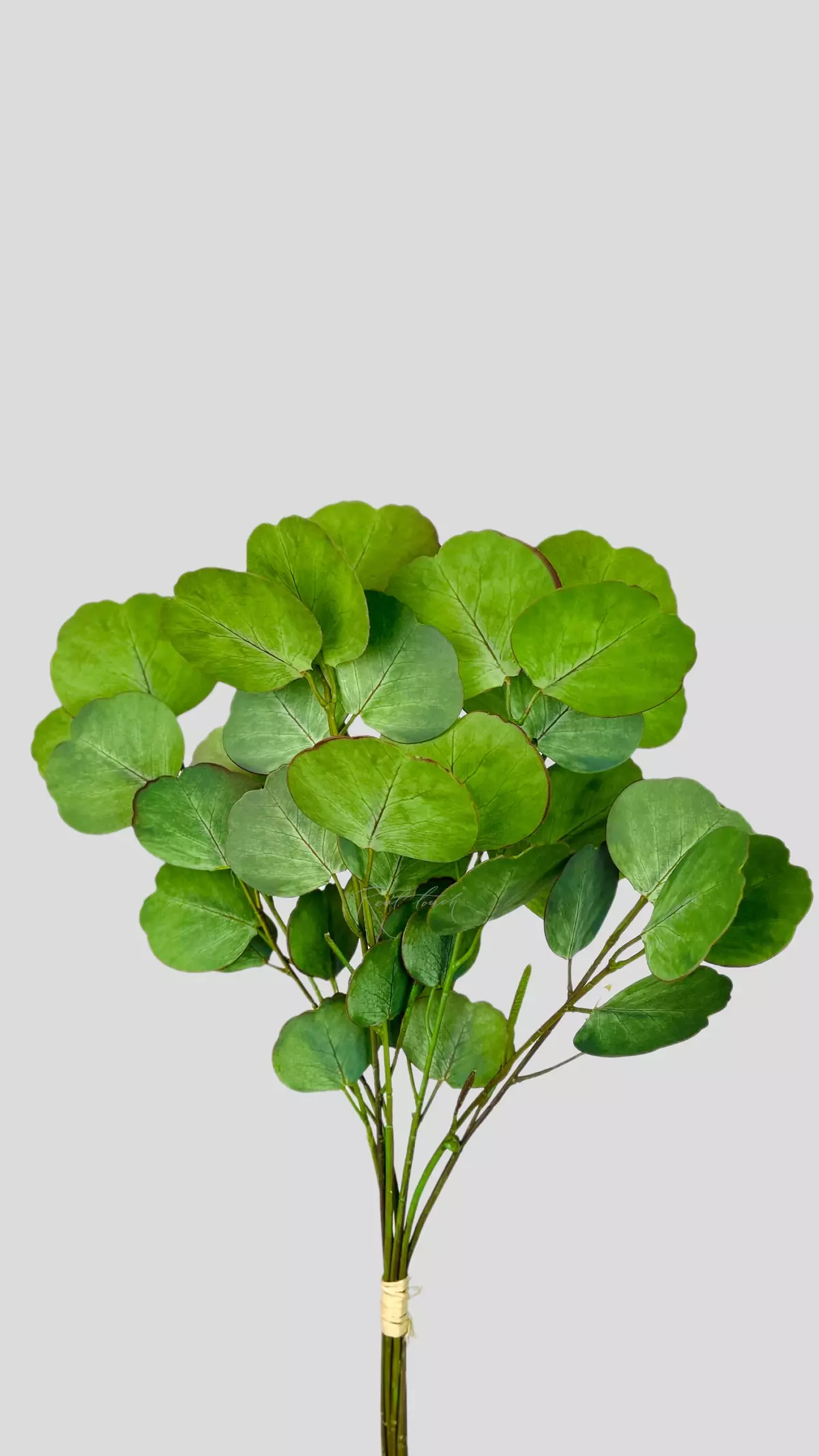 Real Touch Eucalyptus Silver Dollar (8 branches) - light green