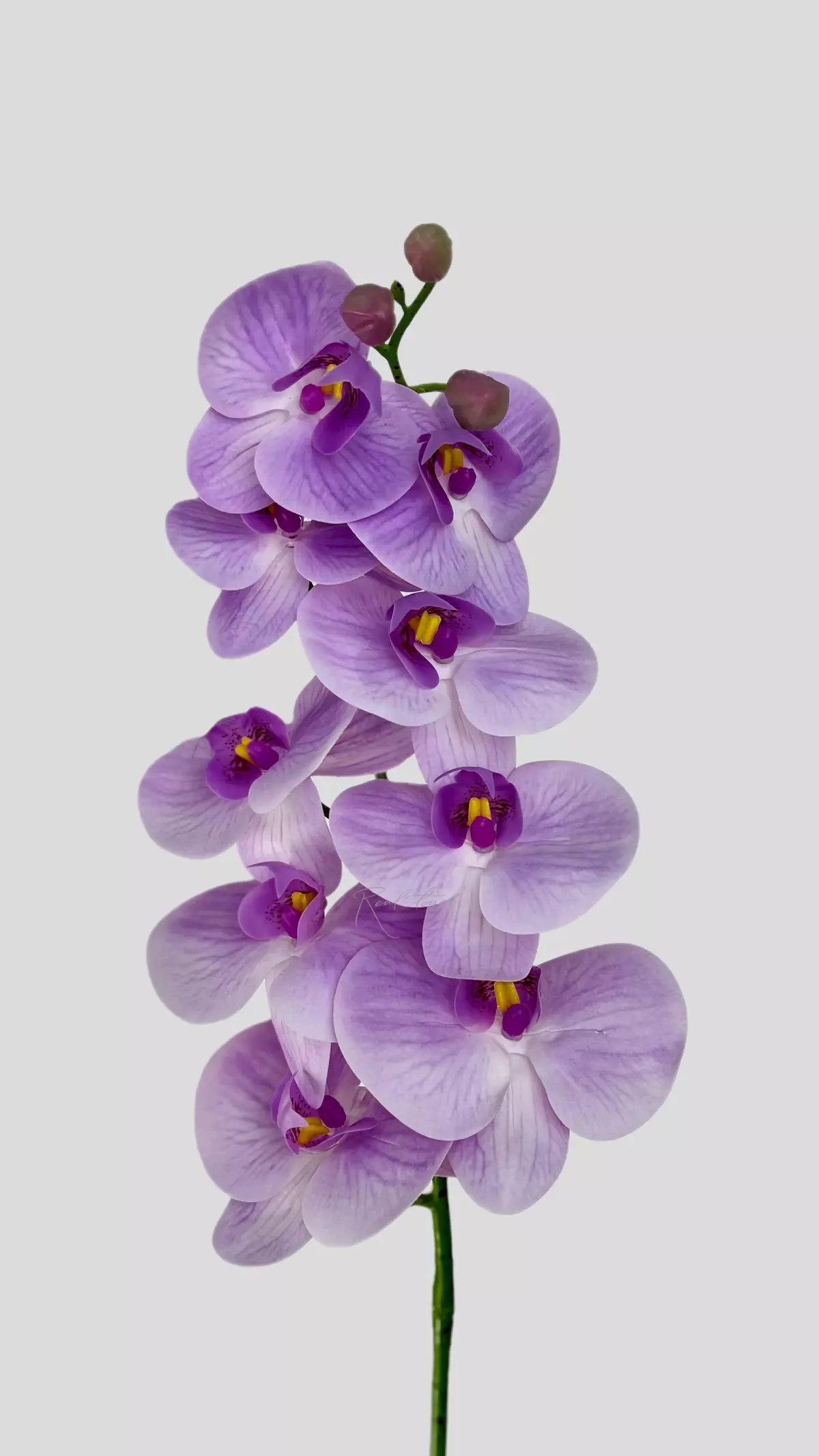 Real Touch Phalaenopsis Orchid (9 blooms) - lilac