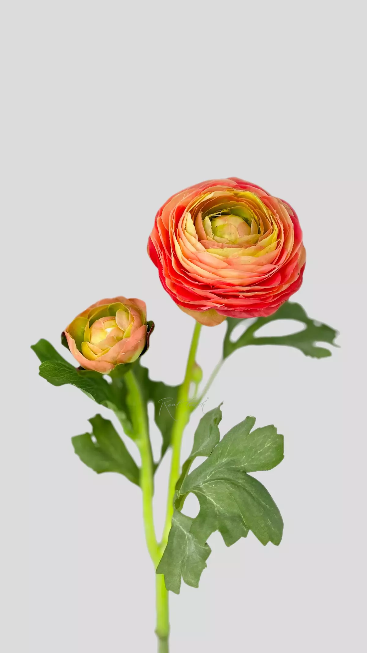 Real Touch Ranunculus Clooney - pink