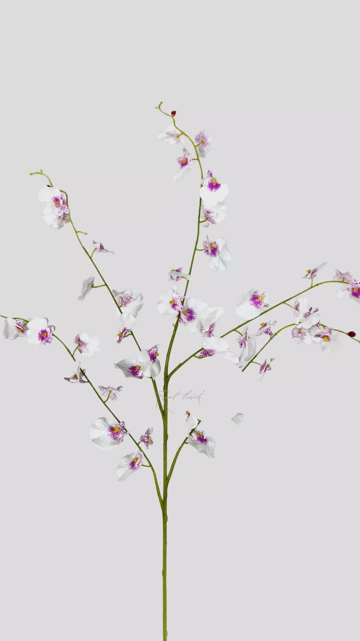 Real Touch Dancing Orchid (5 springs) - white