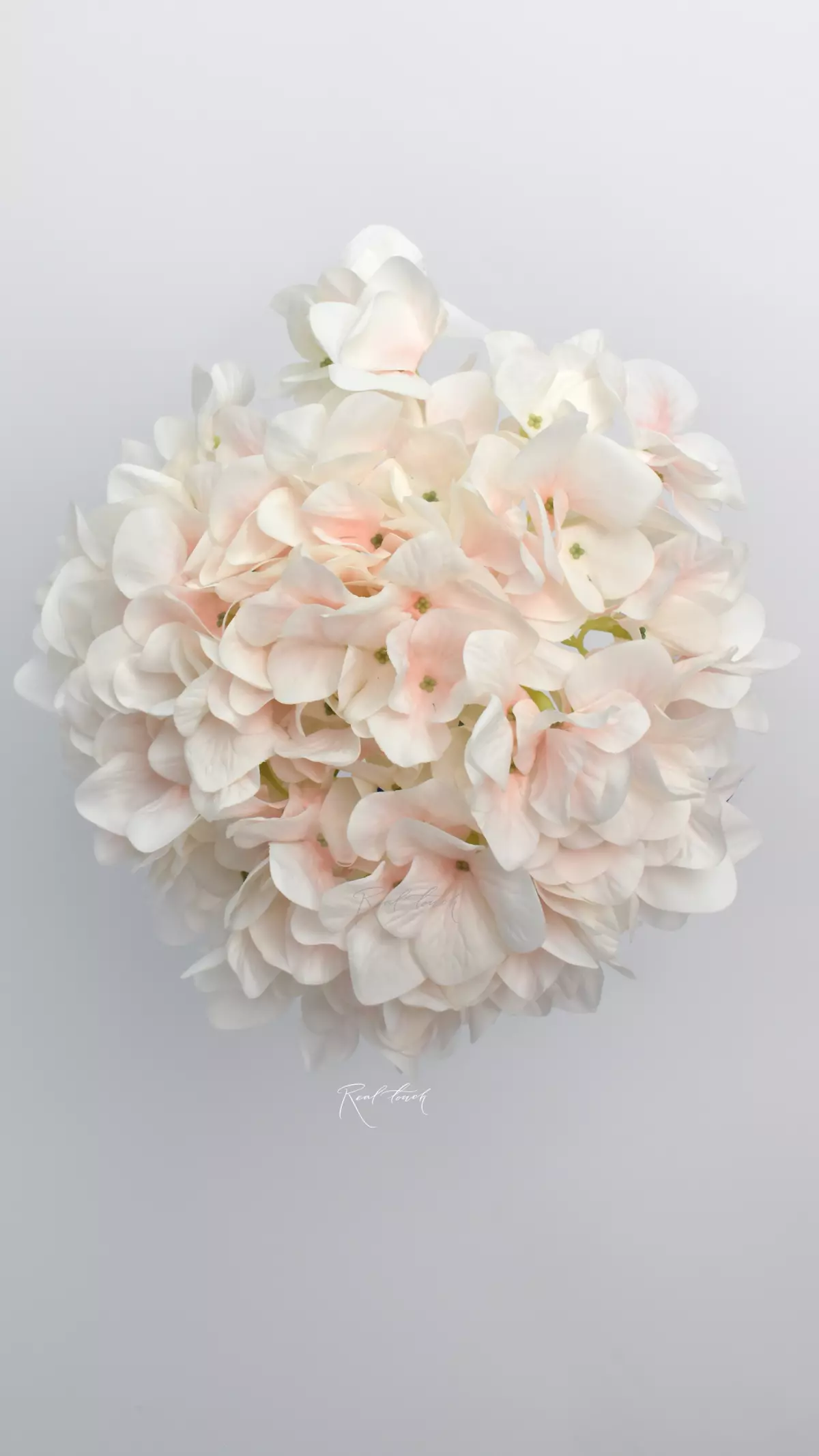 Real Touch Hydrangea arborescens (without stem) - Light peach