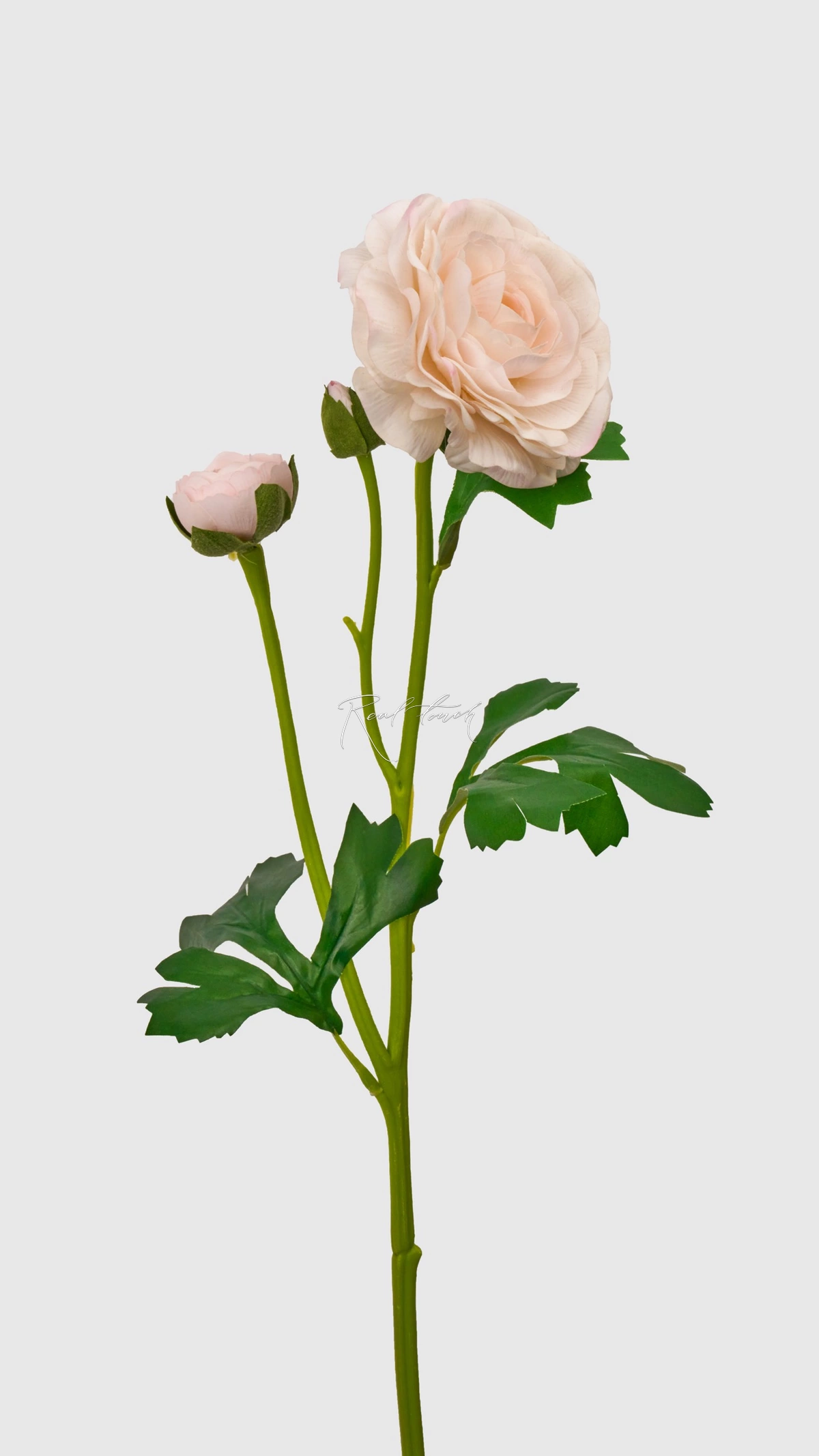 Ranunculus asiaticus Pauline - white pink 