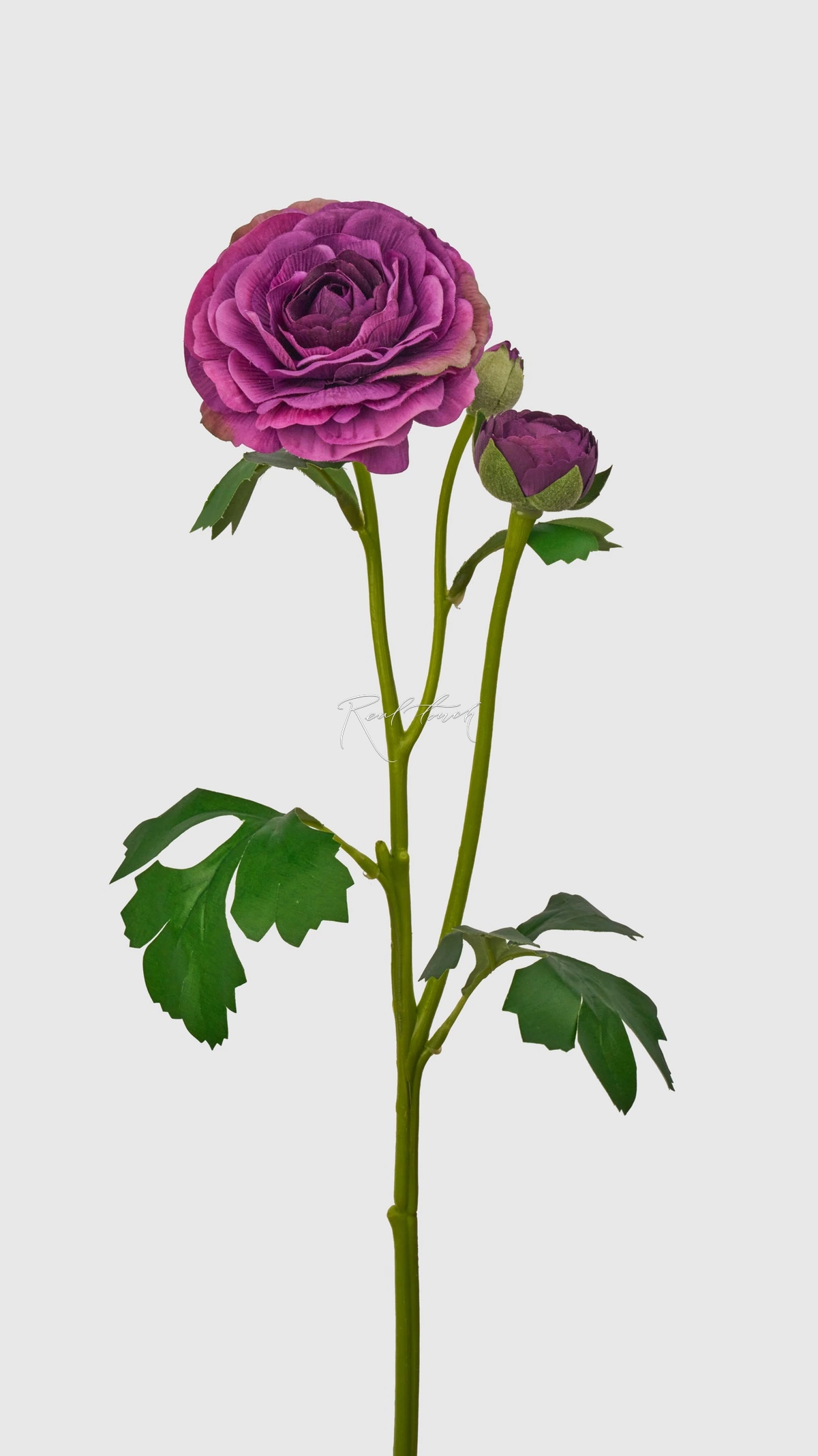 Ranunculus asiaticus Pauline - purple