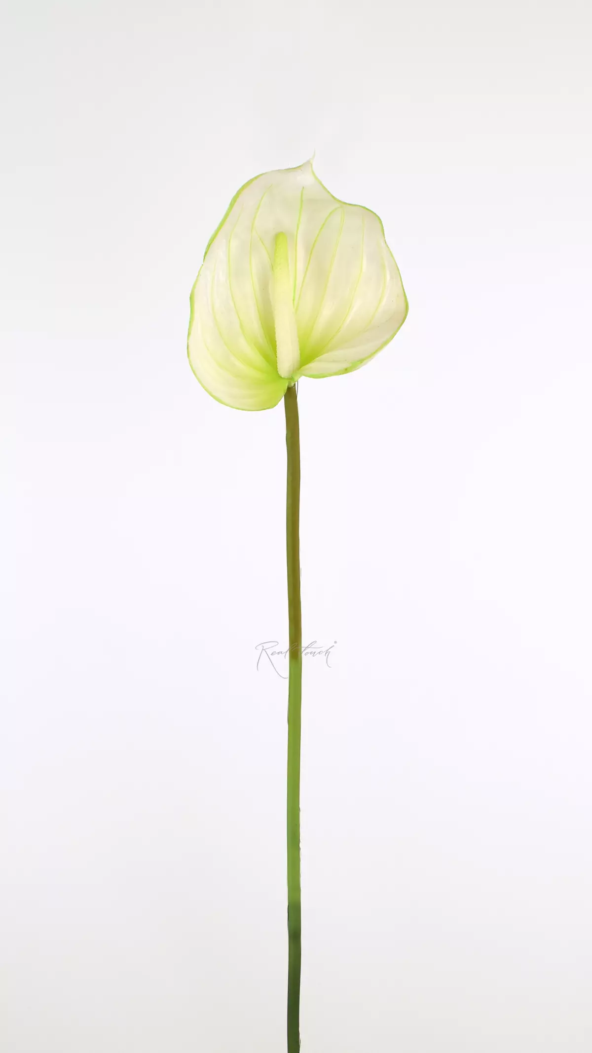 Large Real Touch Anthurium - green