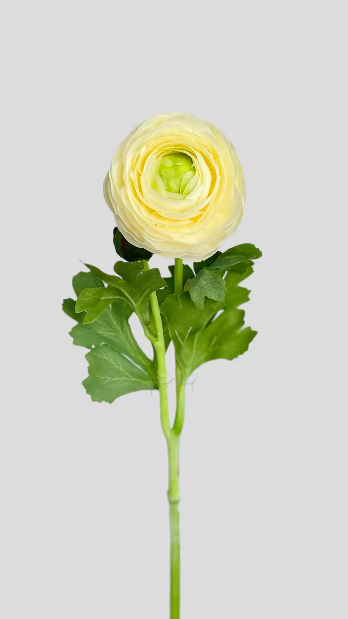 Real Touch Ranunculus Clooney - white