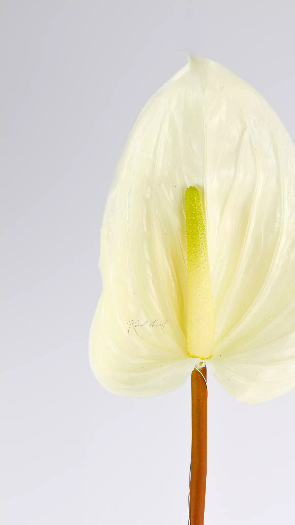 Large Real Touch Anthurium - white