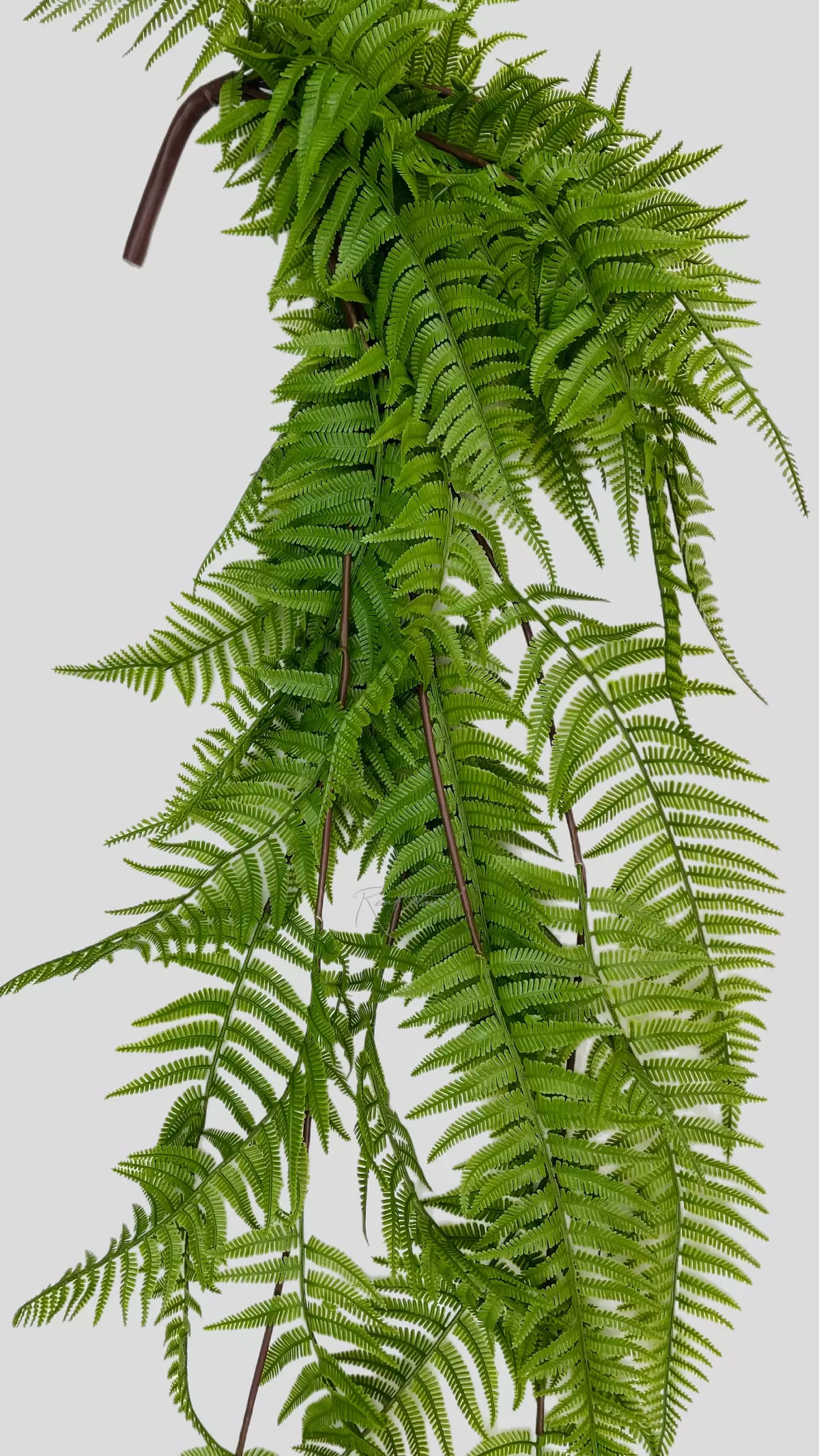 Polystichum lonchitis 117cm - green