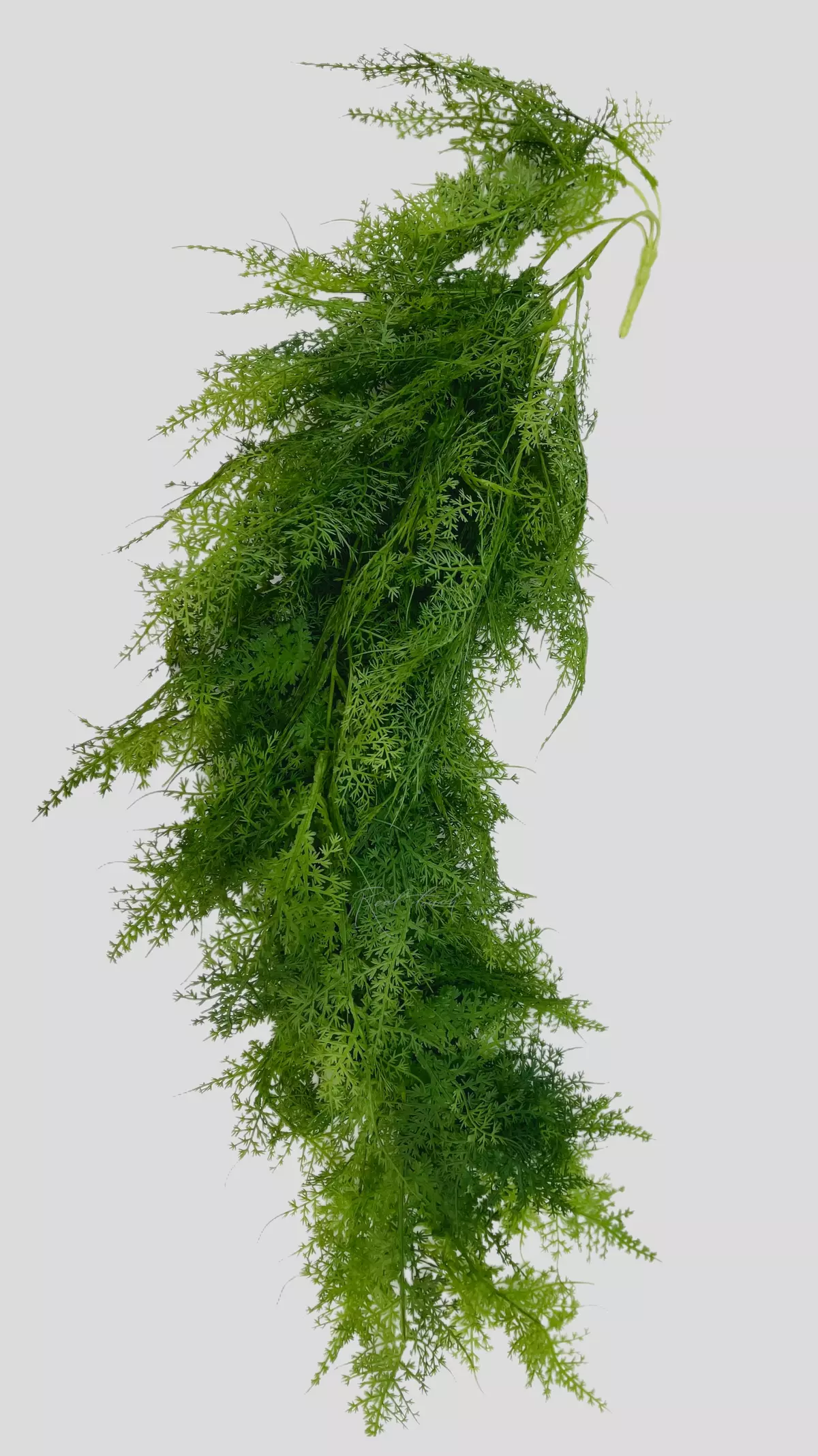 Artificial hanging Asparagus Cirrus new - green