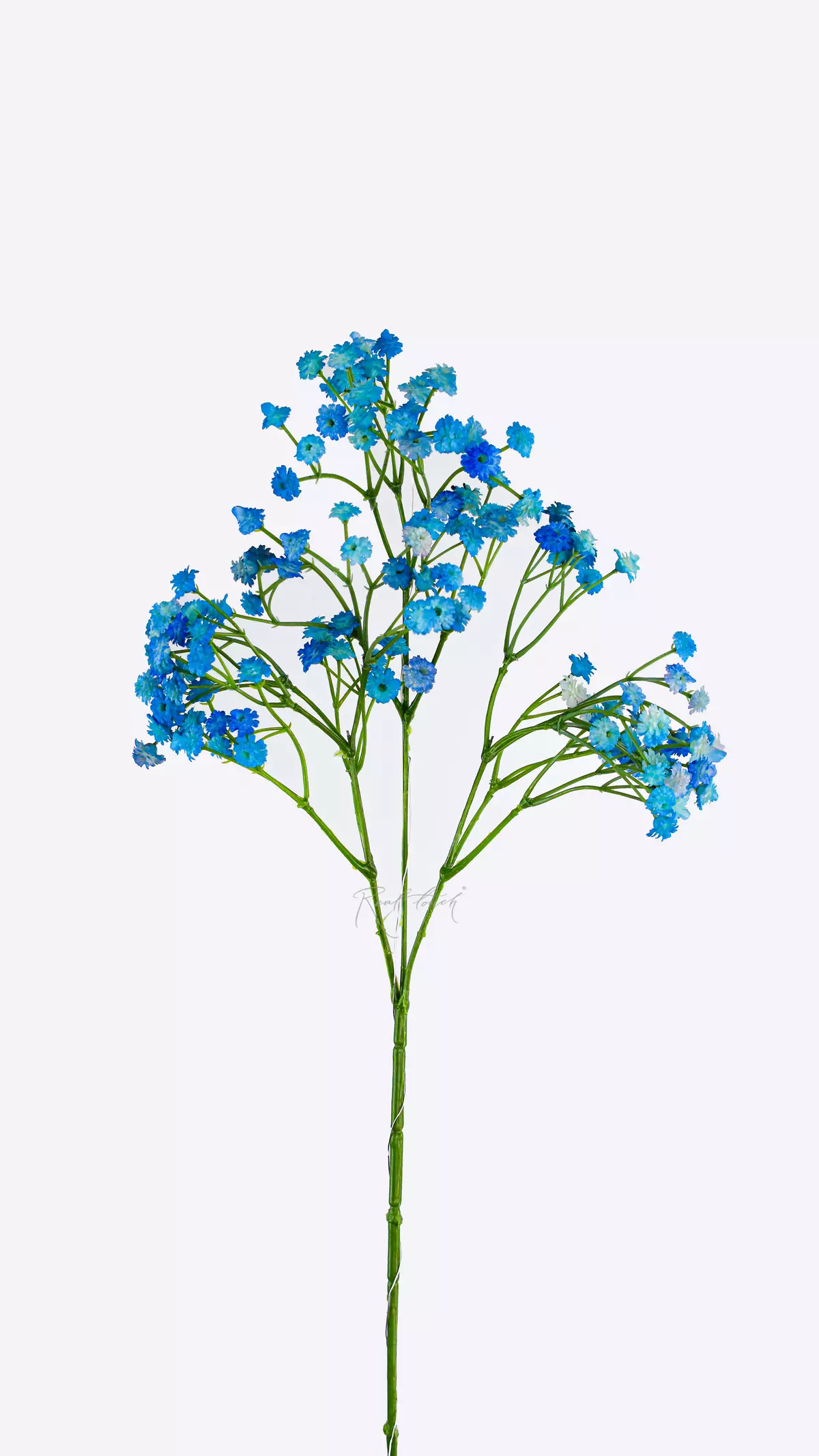 Baby's Breath Gypsophila - light blue