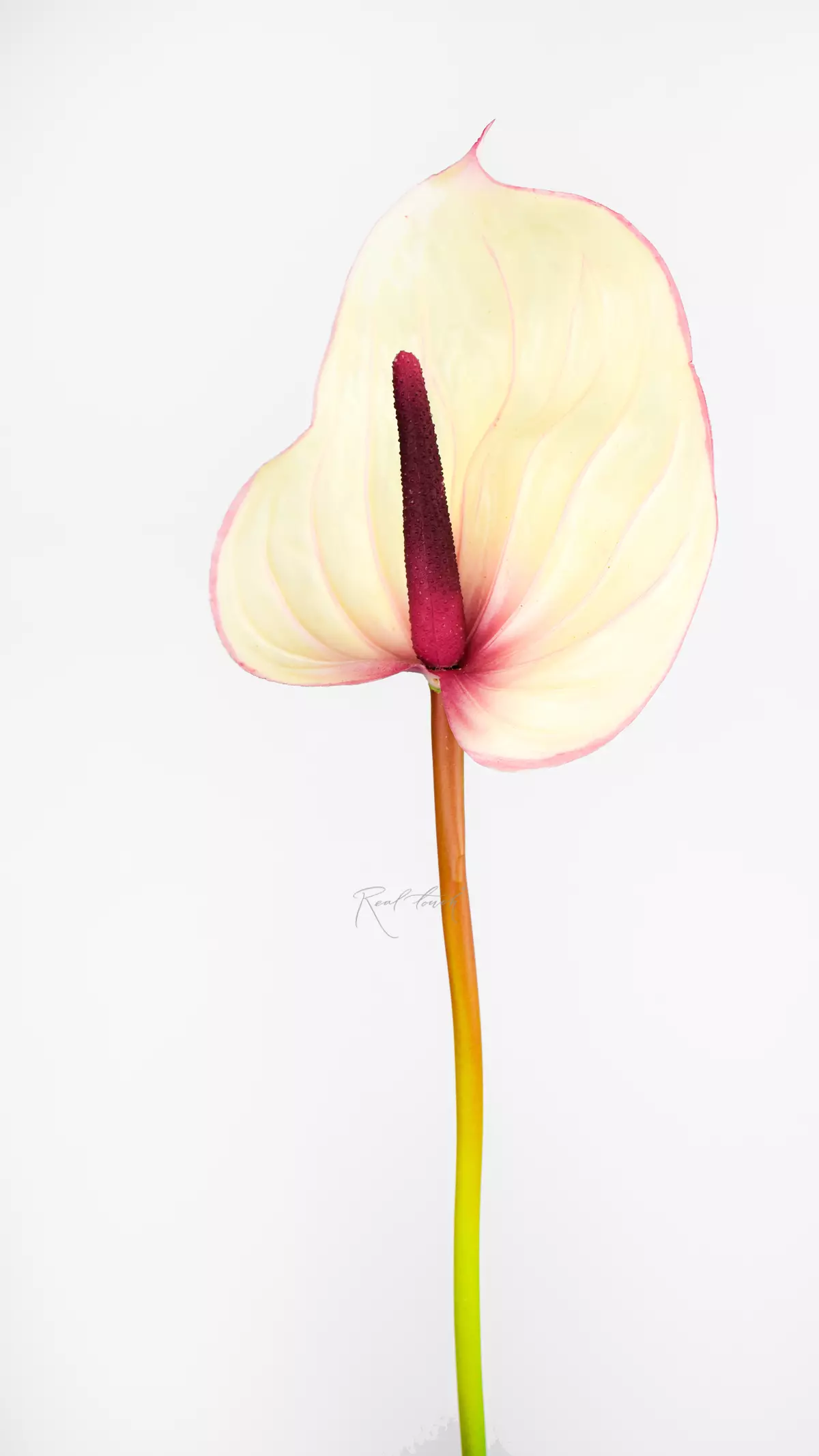 Large Real Touch Anthurium - white pink 