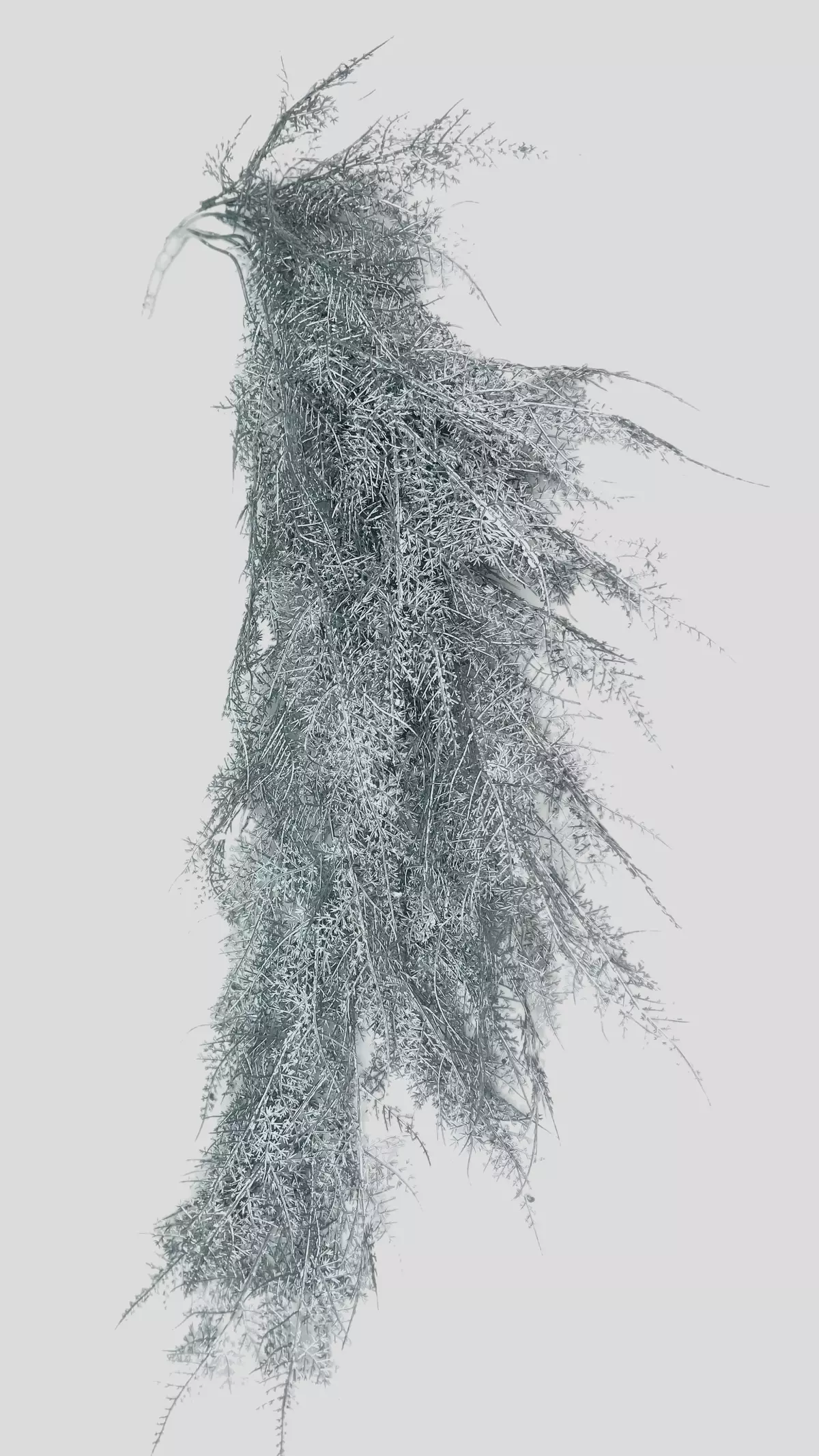 Real Touch Hanging Asparagus Cirrus new - silver
