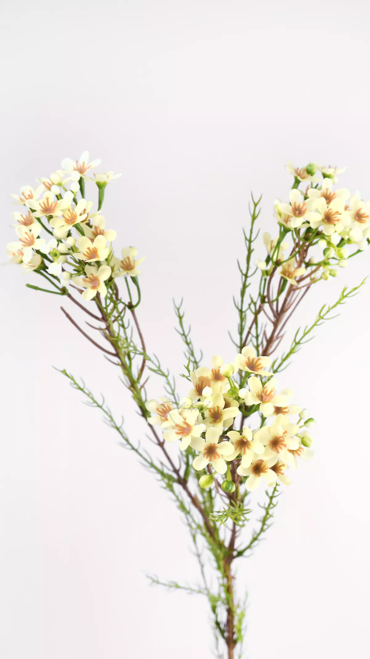 Artificial Wax Flower Chamelacium - Light yellow