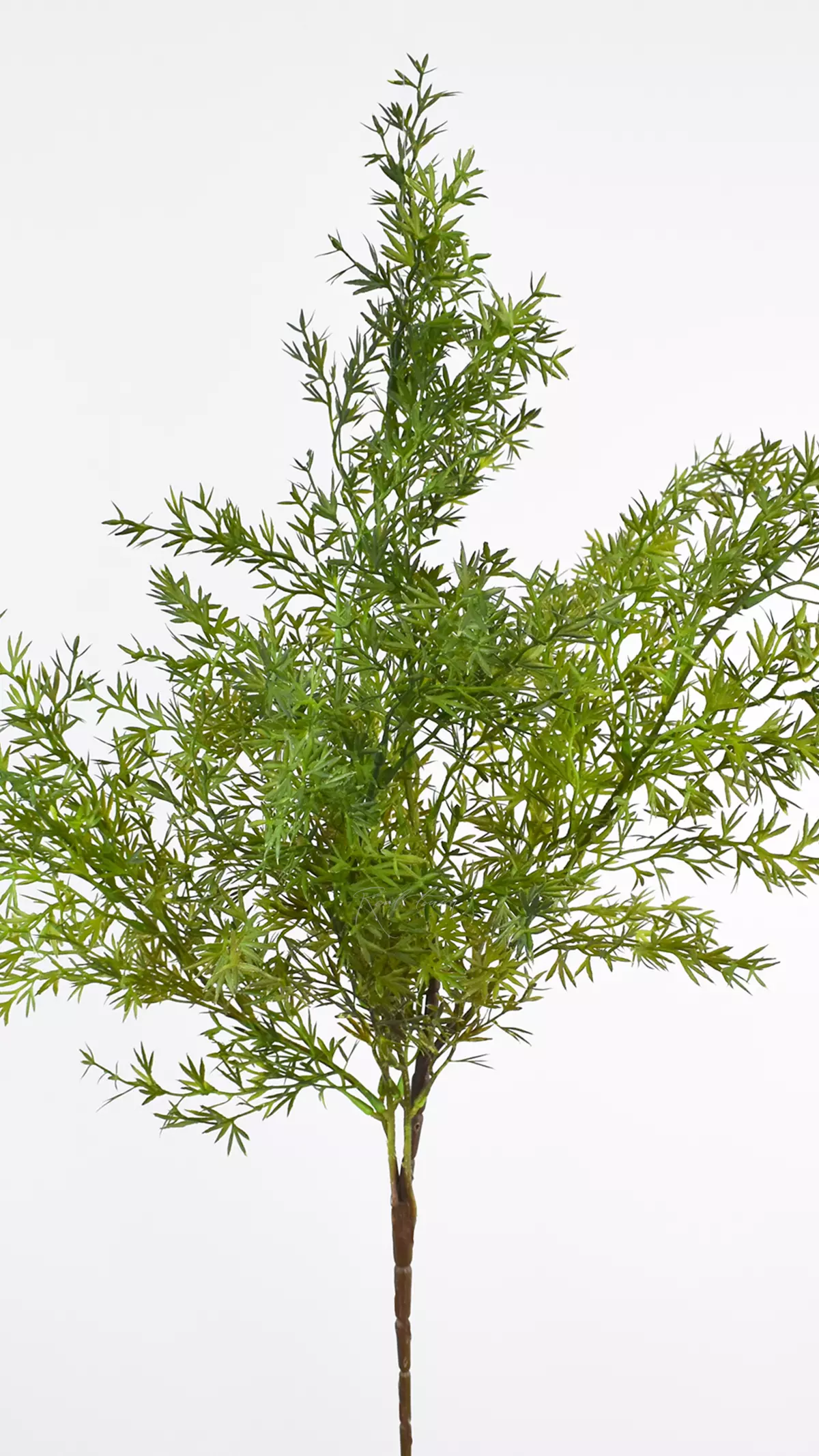 Real Touch Asparagus Umbellatus  - green