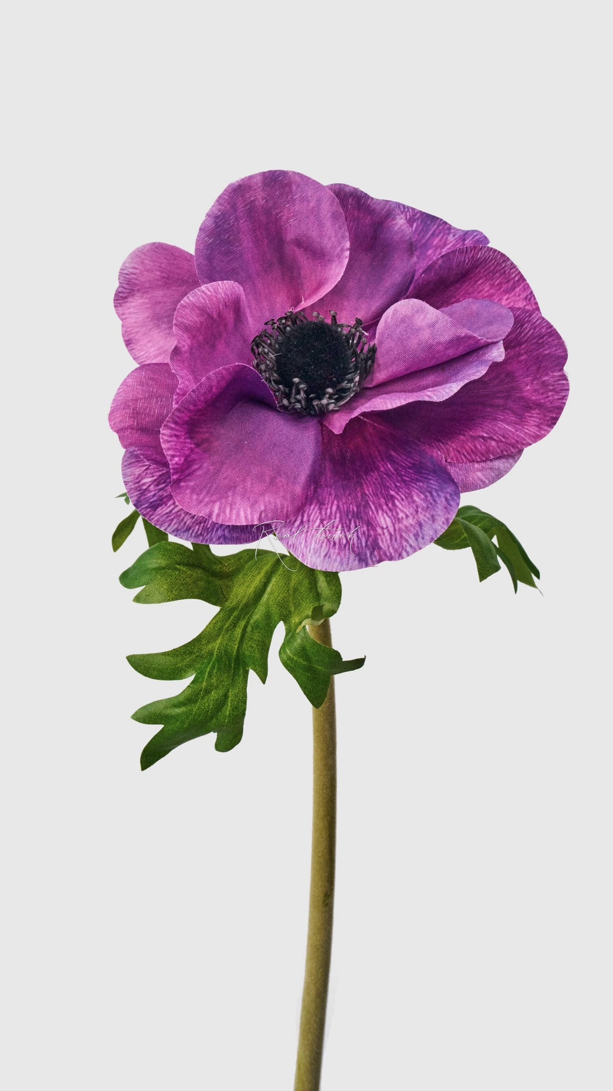 Anemone De Caen - dark purple
