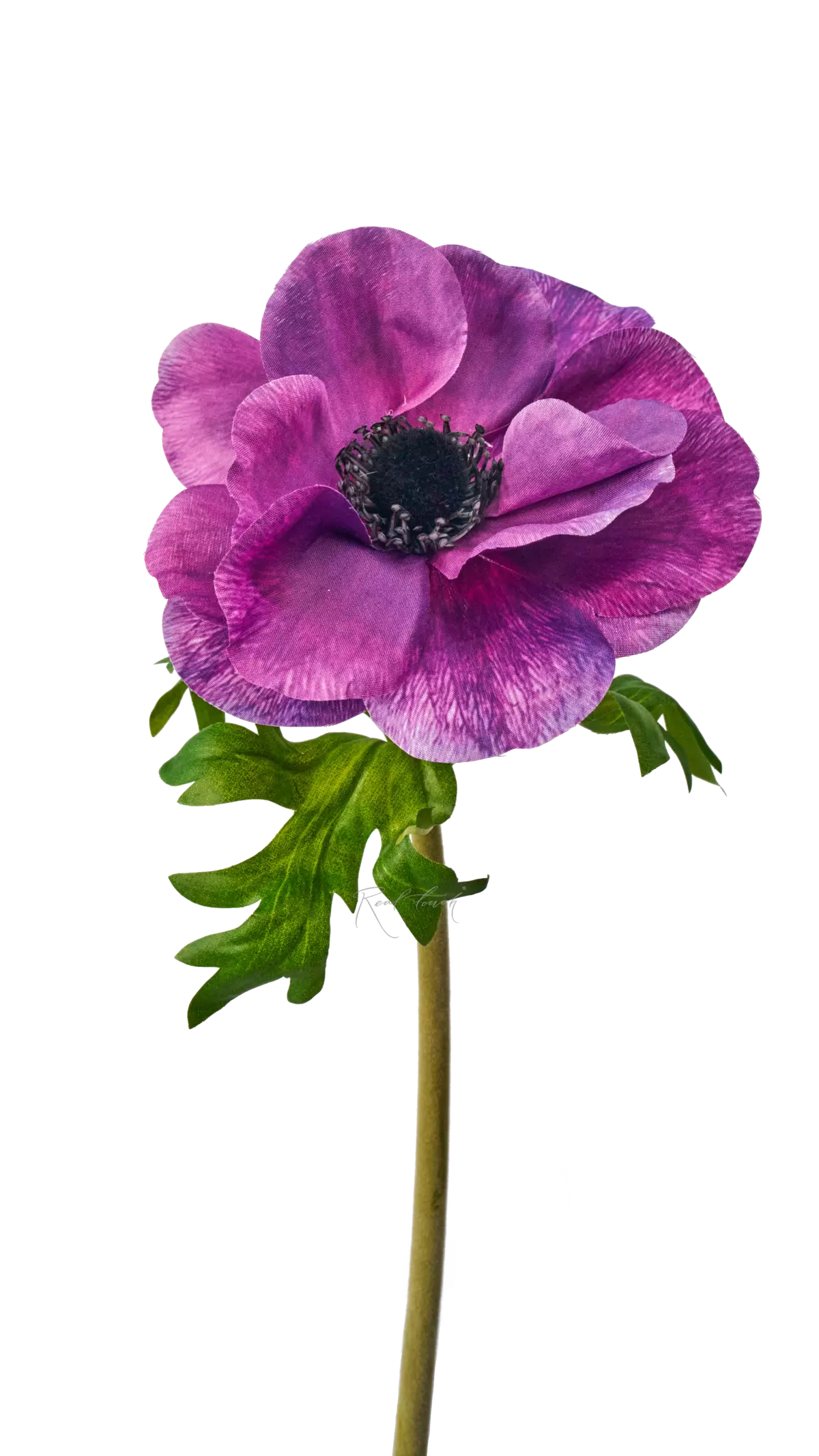 Anemone De Caen - dark purple