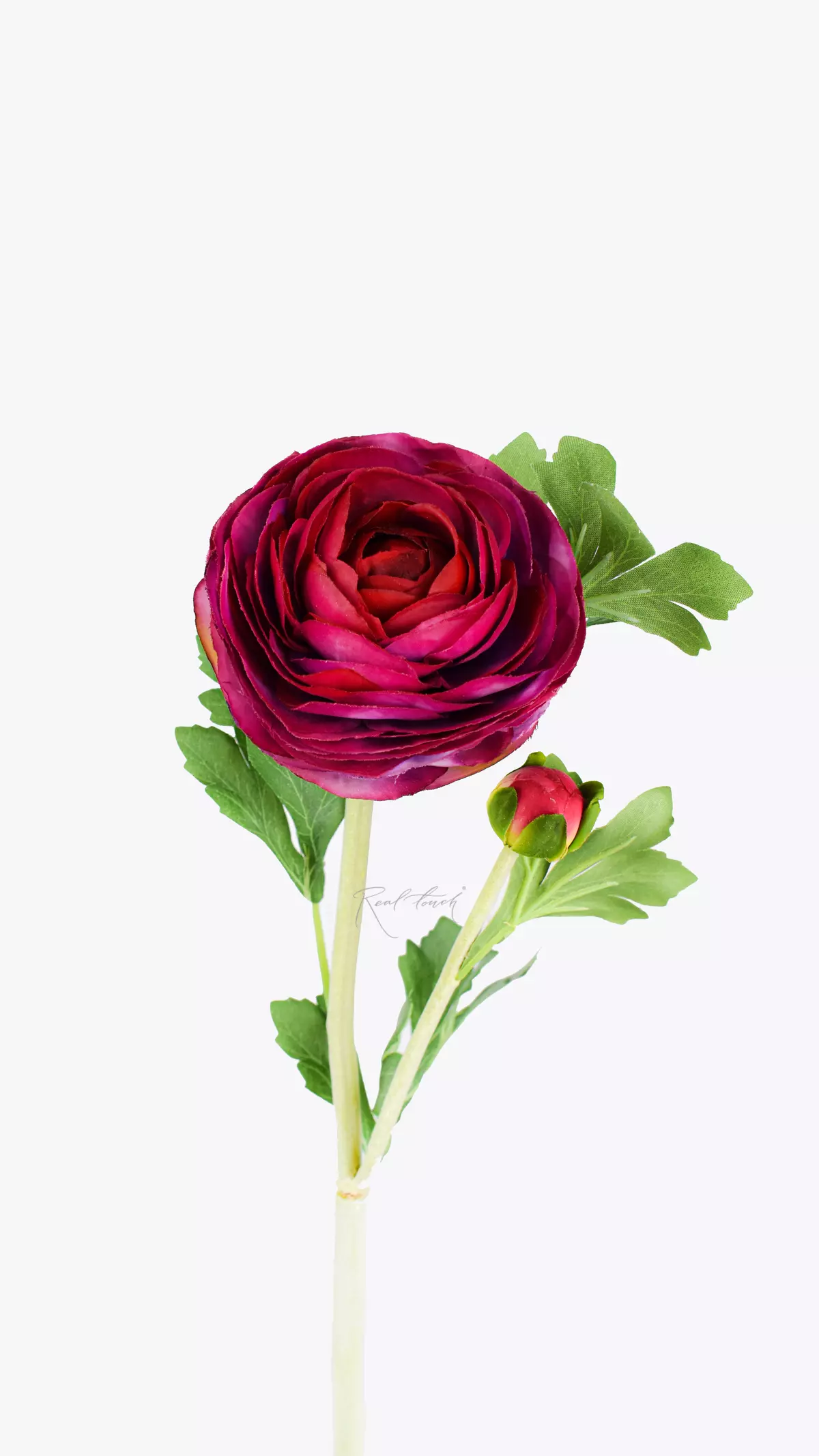 Ranunculus Clooney large - burgundy
