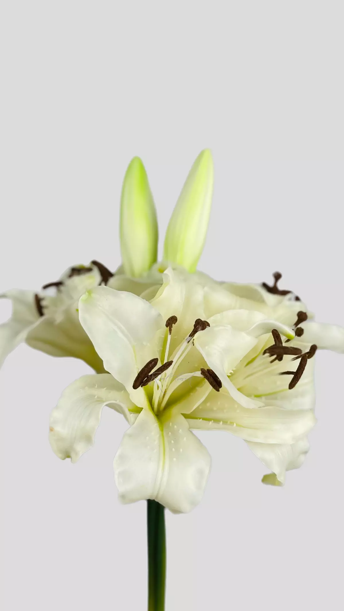 Lily Bouquet 4+2 - white