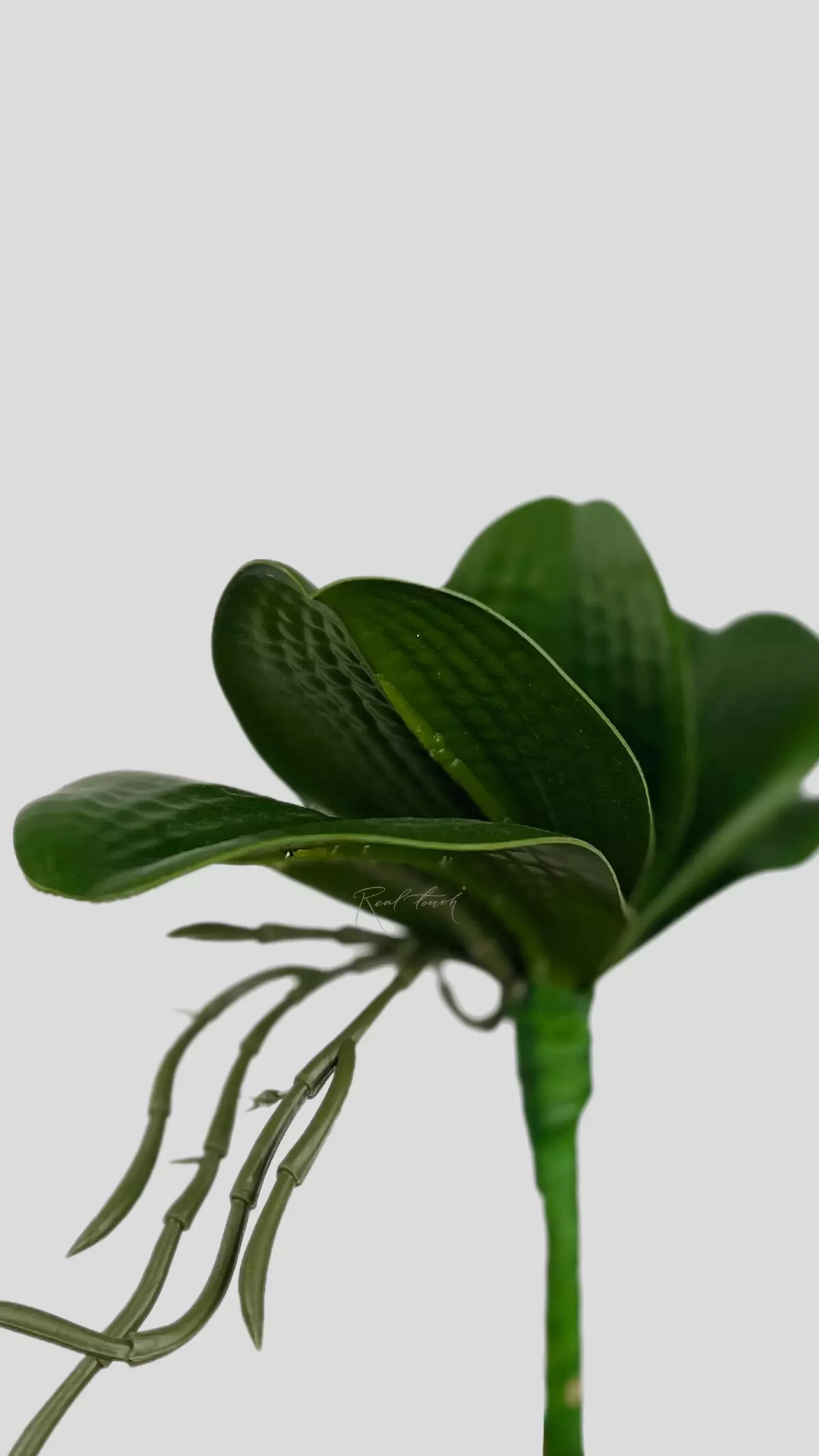 Real Touch Orchid Leaves (7.8 inches) - green