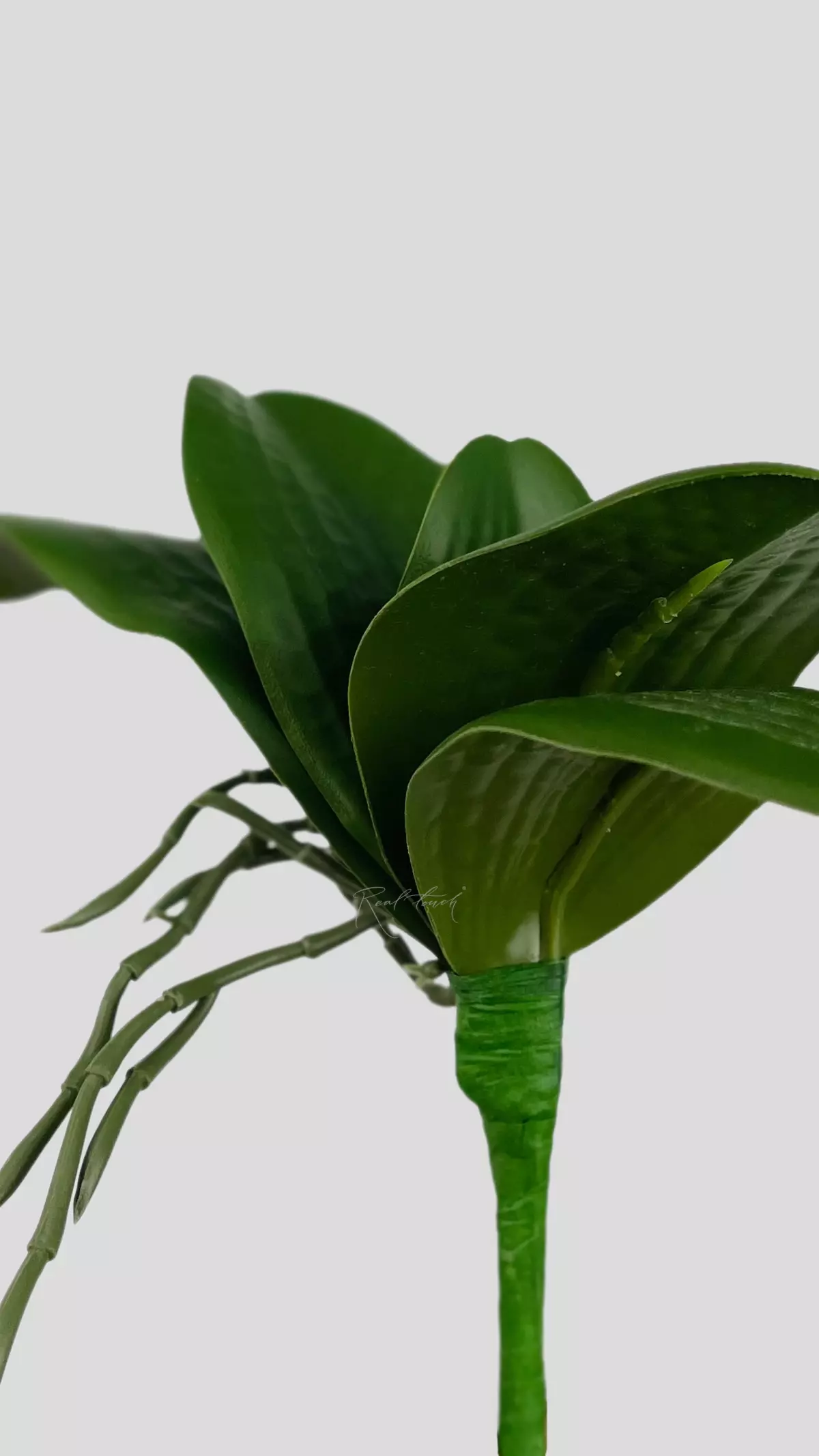 Real Touch Orchid Leaves (9.8 inches) - green