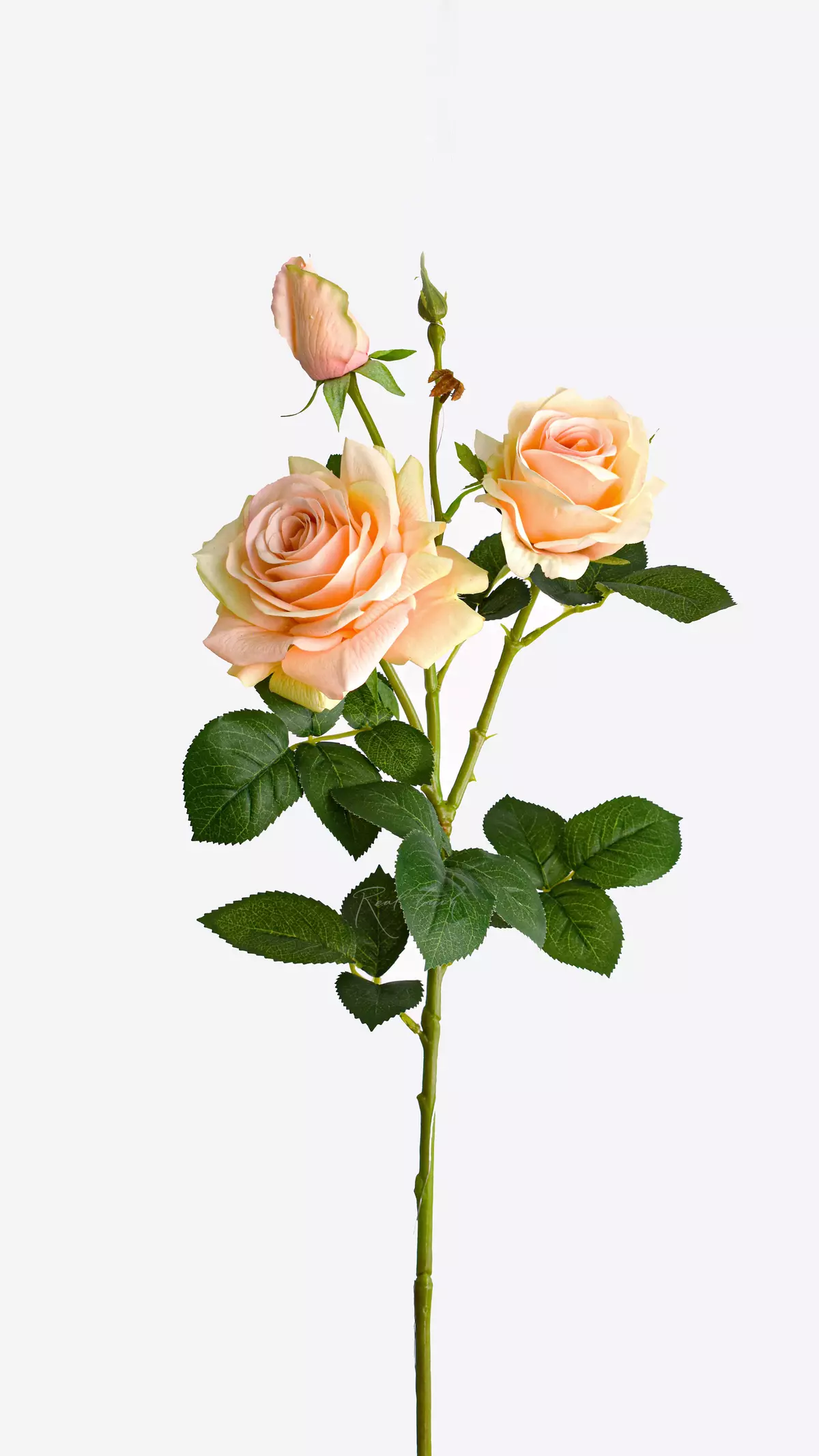 Real Touch Grand Rose 3+1 - peach pink