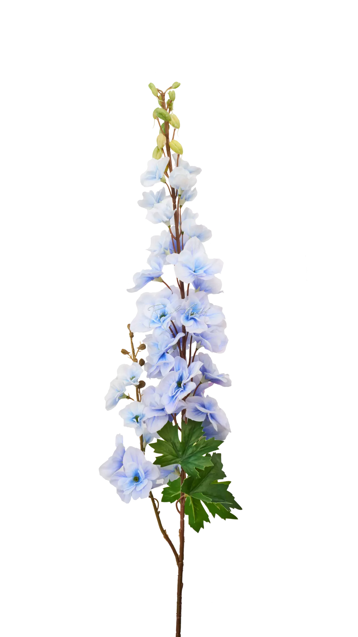 Delphinium with 2 Sprays - light blue