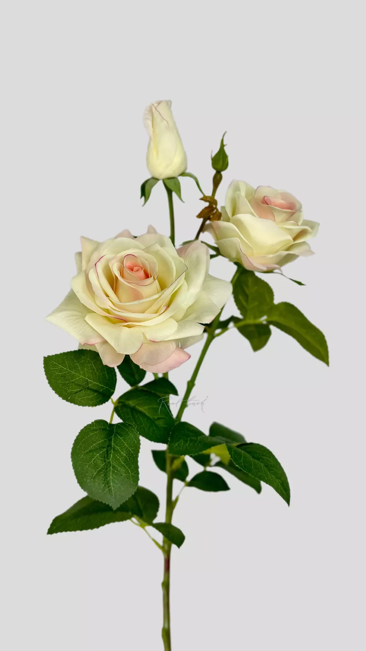 Real Touch Grand Rose 3+1 - cream pink