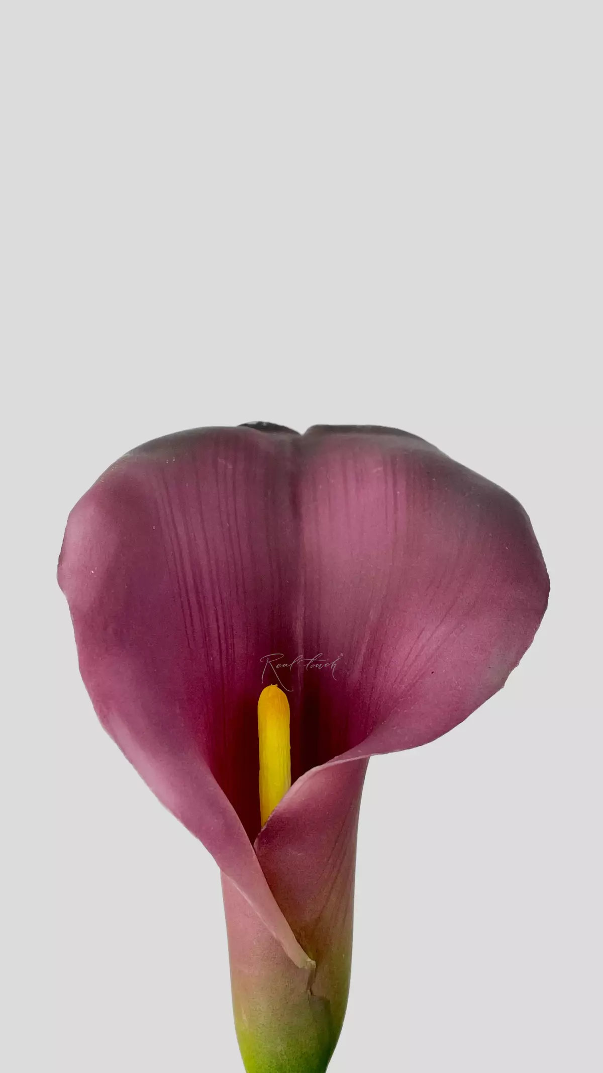 Real Touch Calla Lily Premium - purple