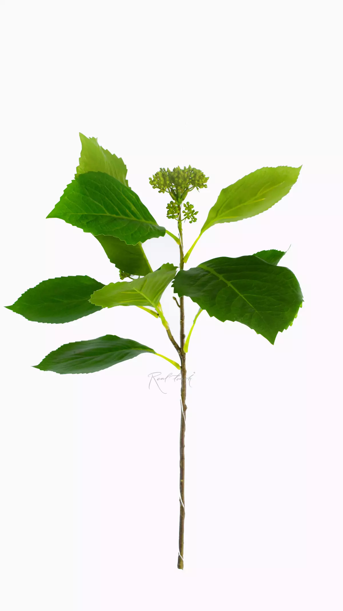 Real Touch Hydrangea stem with closed buds - green