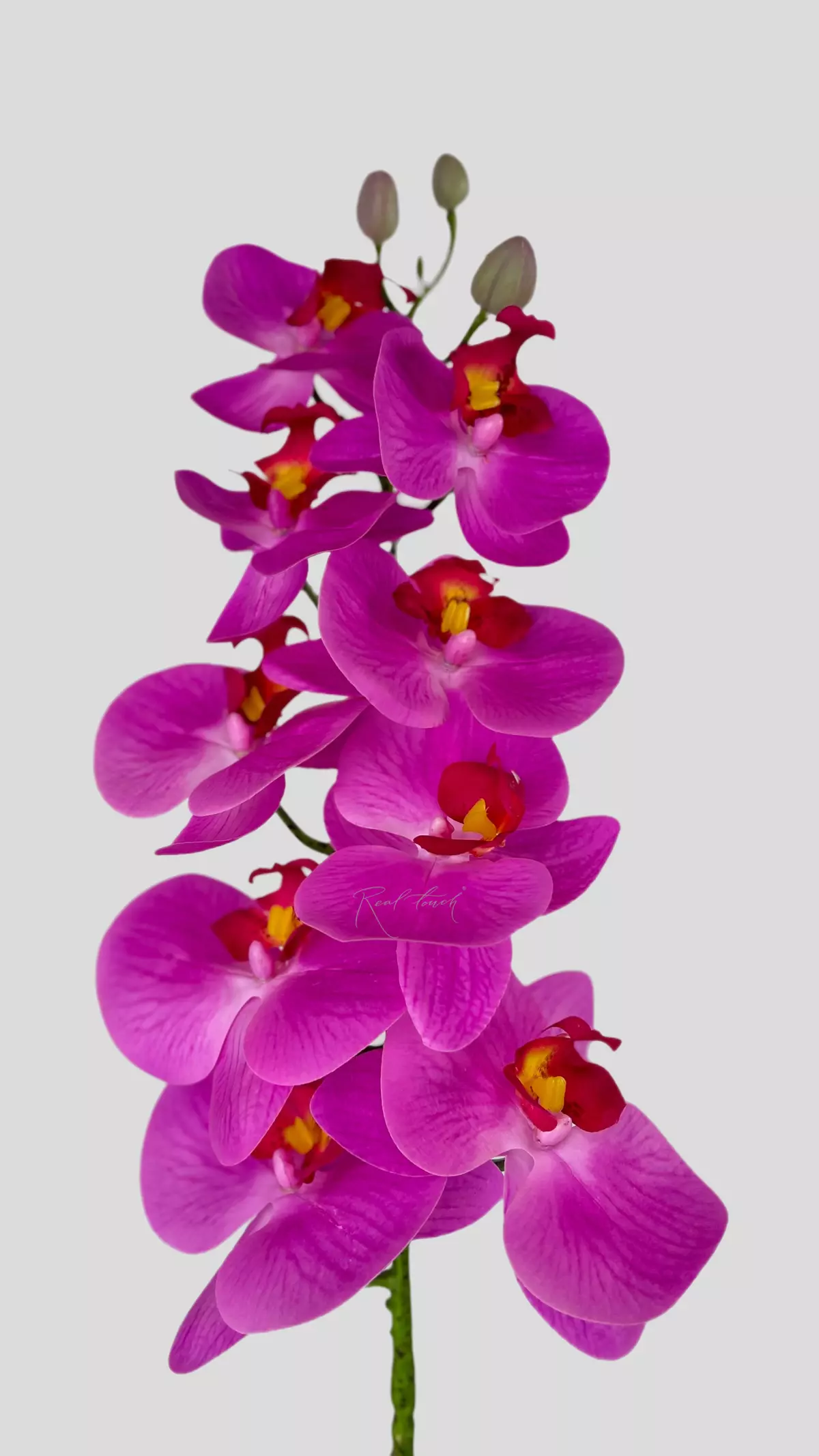 Real Touch Phalaenopsis Orchid (9 blooms) - fuchsia
