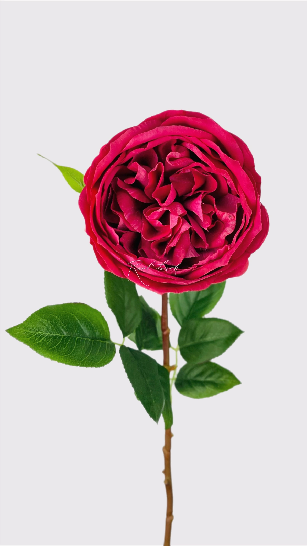 Real Touch David Austin Old Rose - burgundy